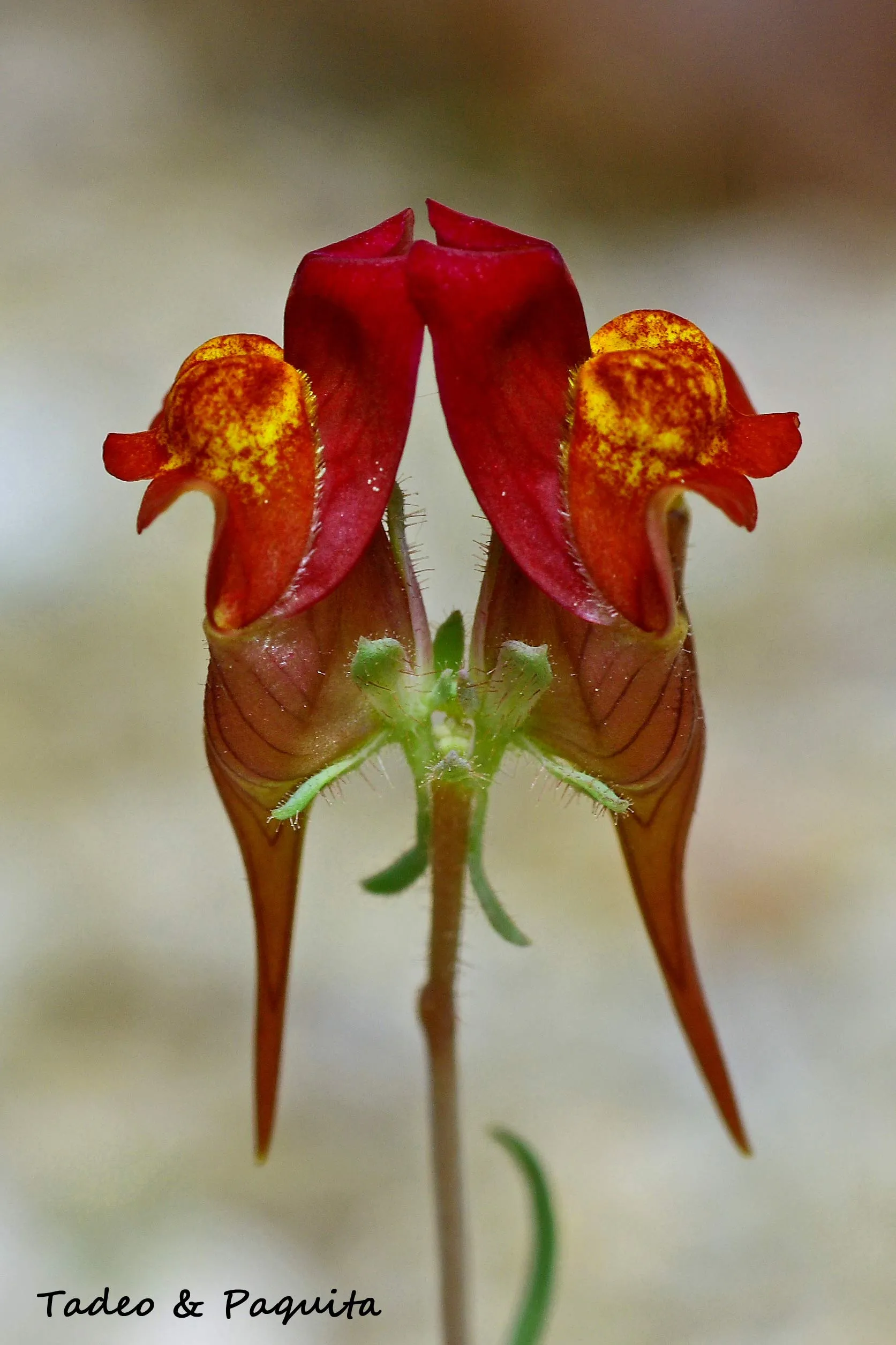 Linaria, linaria