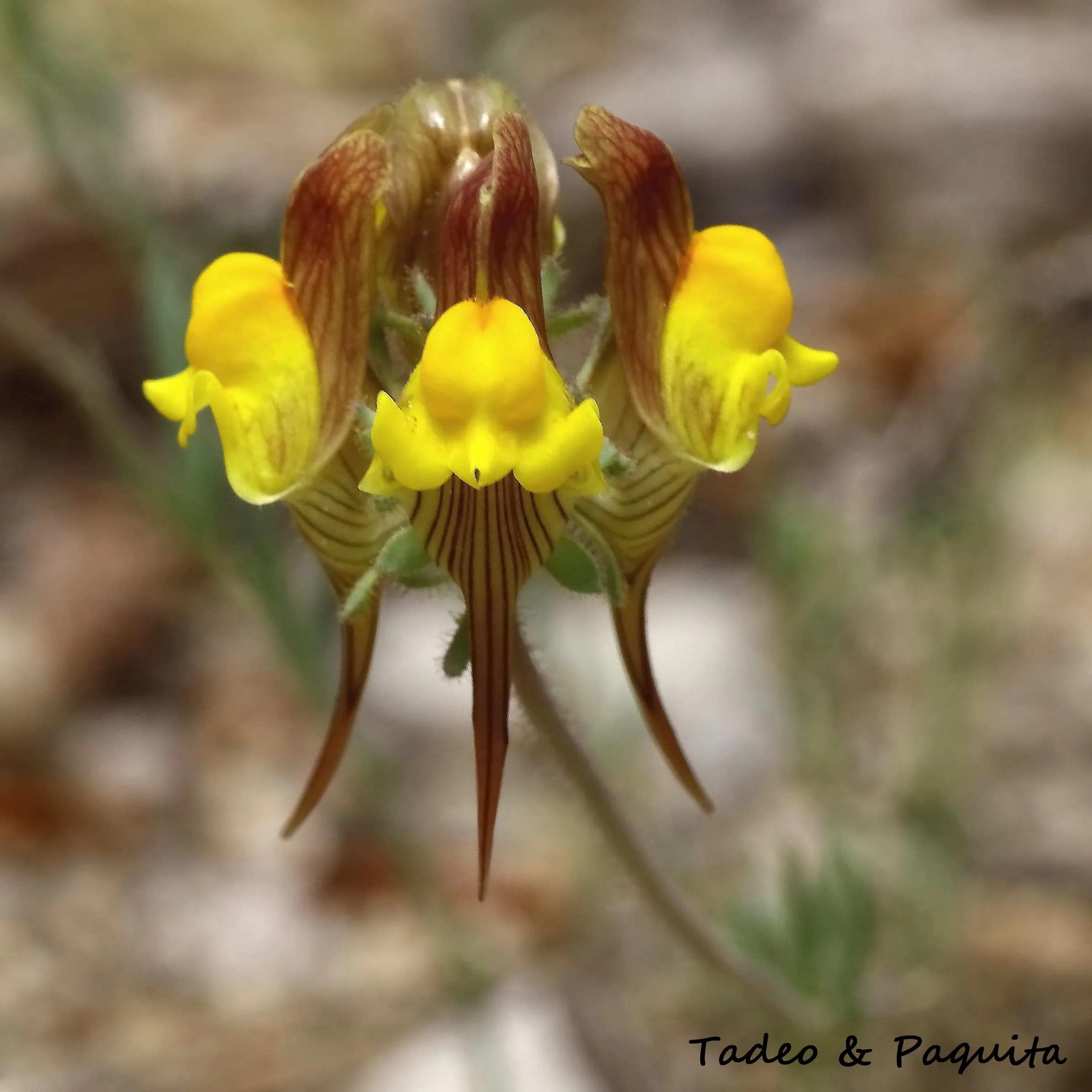 Linaria, linaria