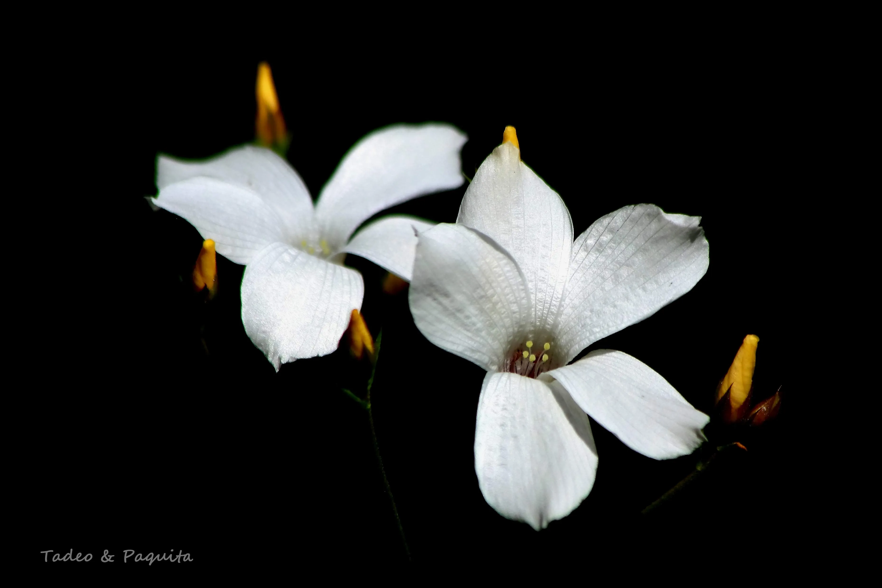 Linum suffruticosum, lino blanco