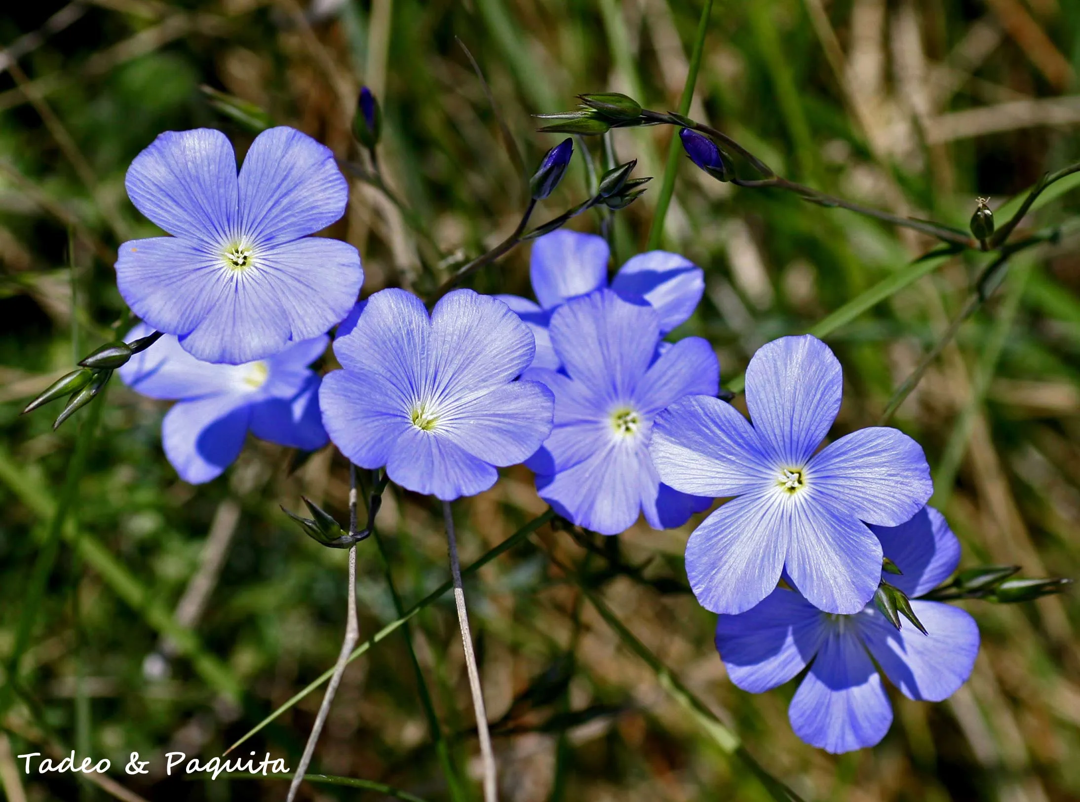 Linum usitatissimum, lino