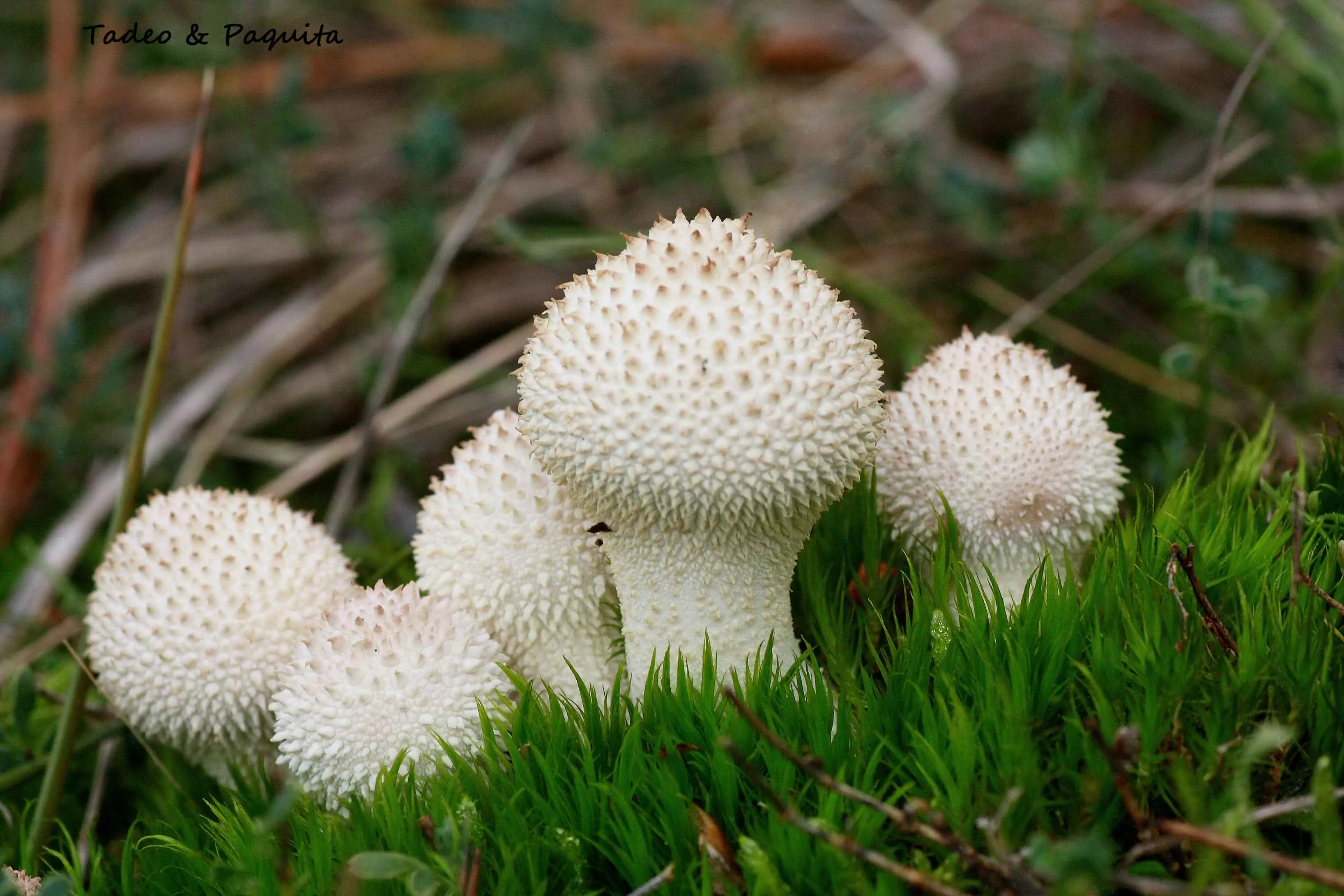 Lycoperdon perlatum