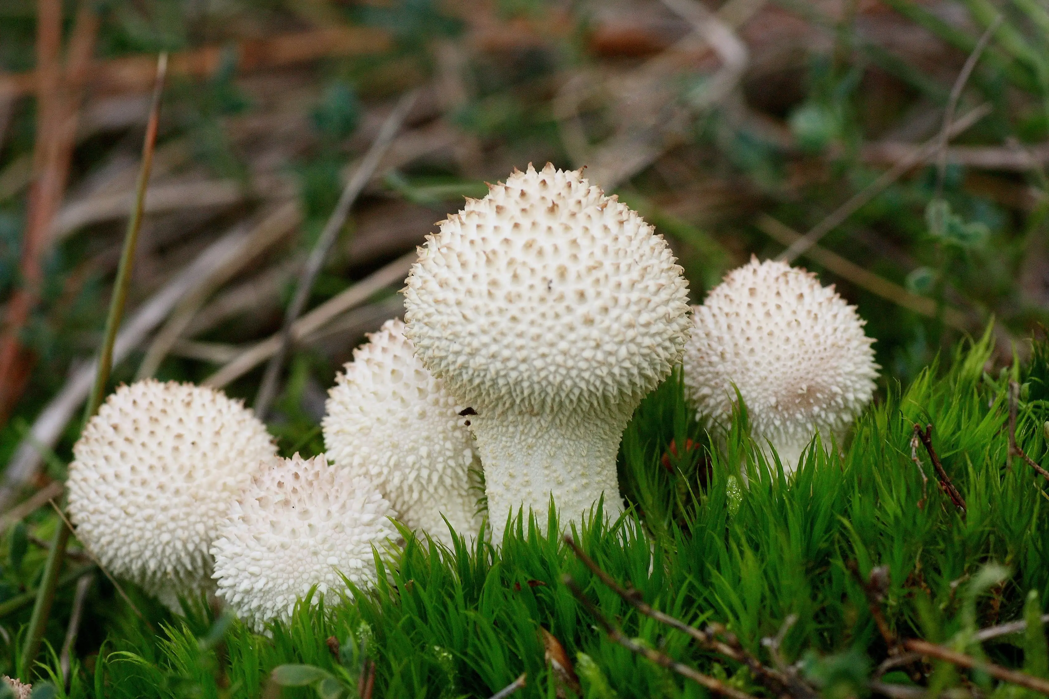 Lycoperdon perlatum