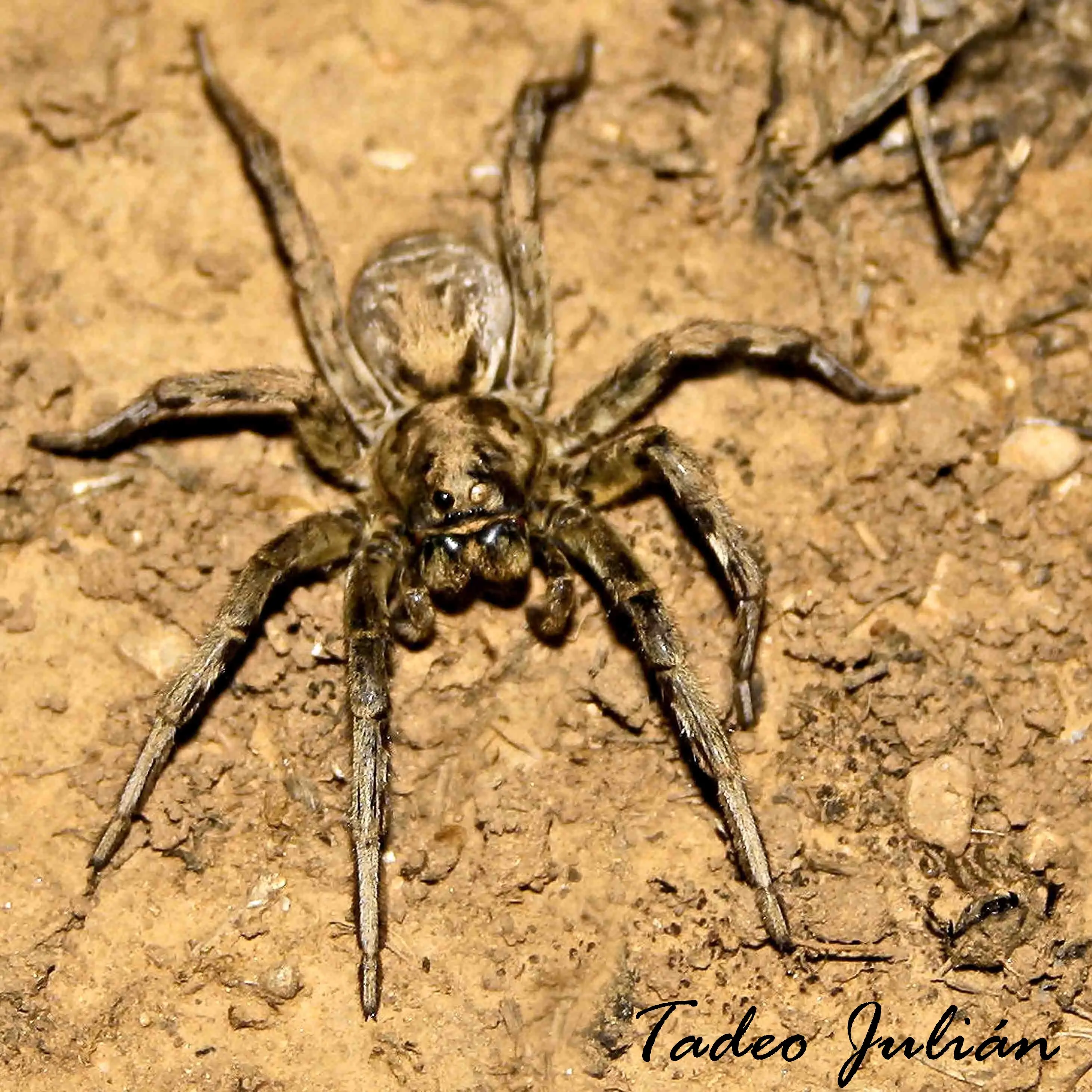 Tarántula, Lycosa tarantula