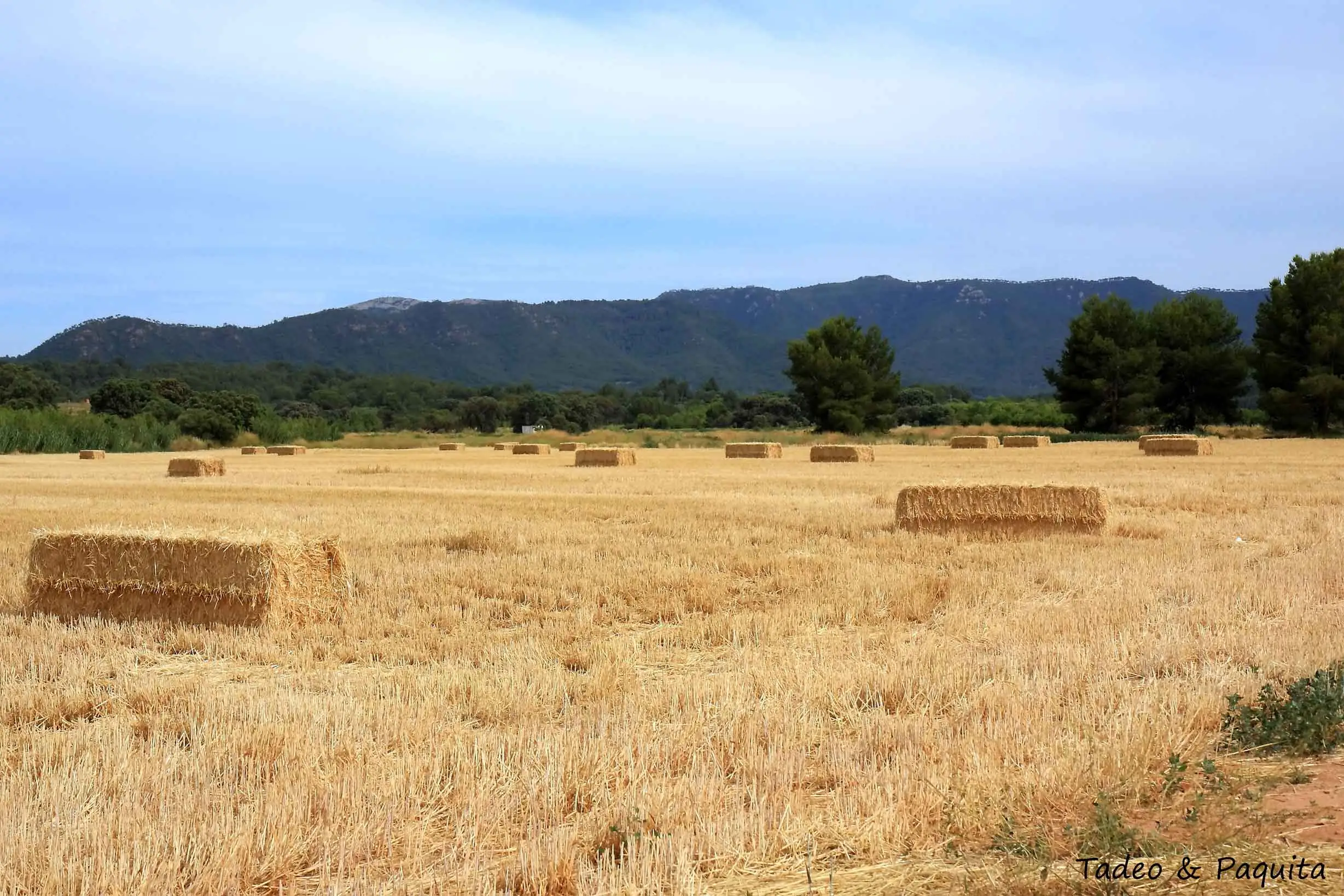 Campo segado con las pacas de paja