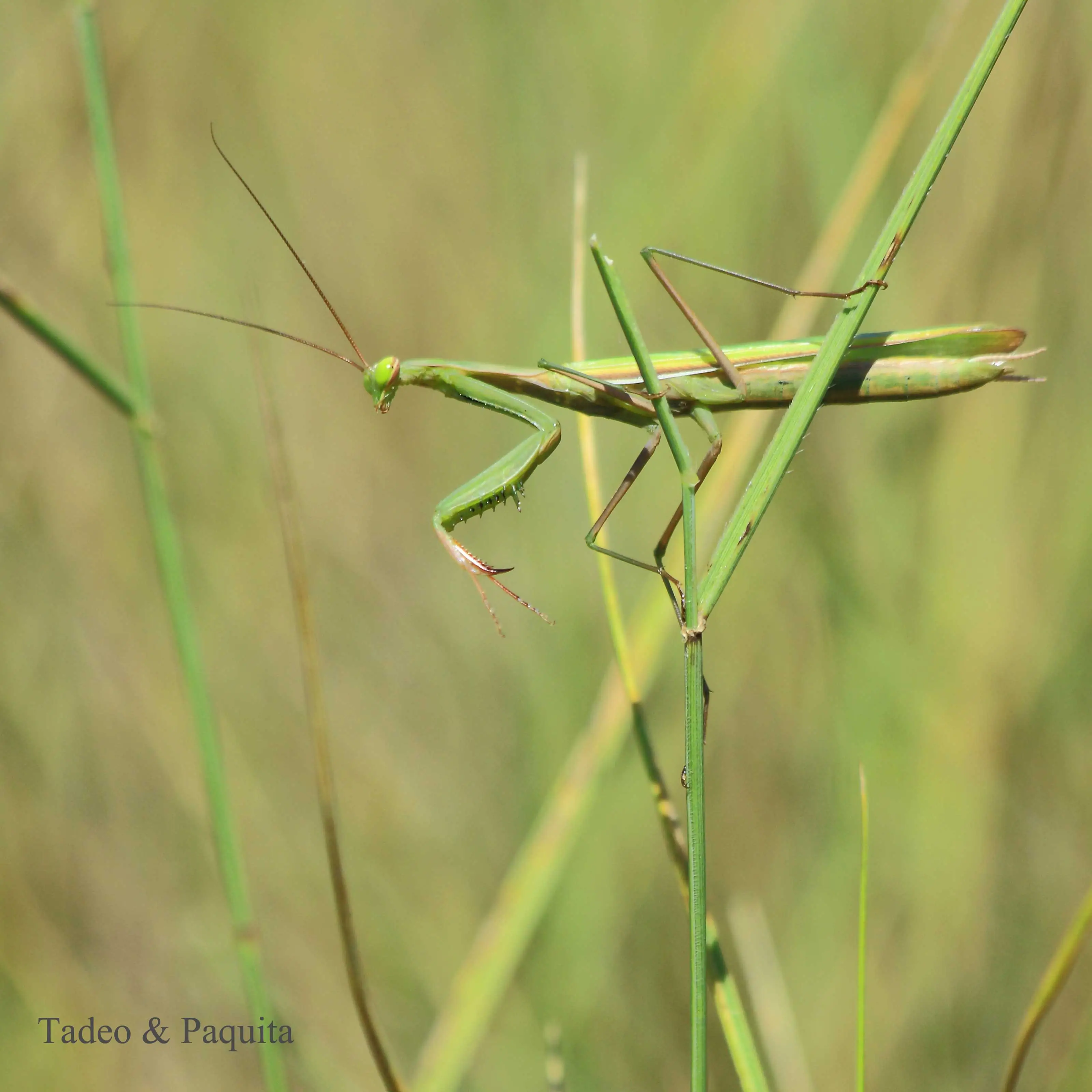 Mantis religiosa