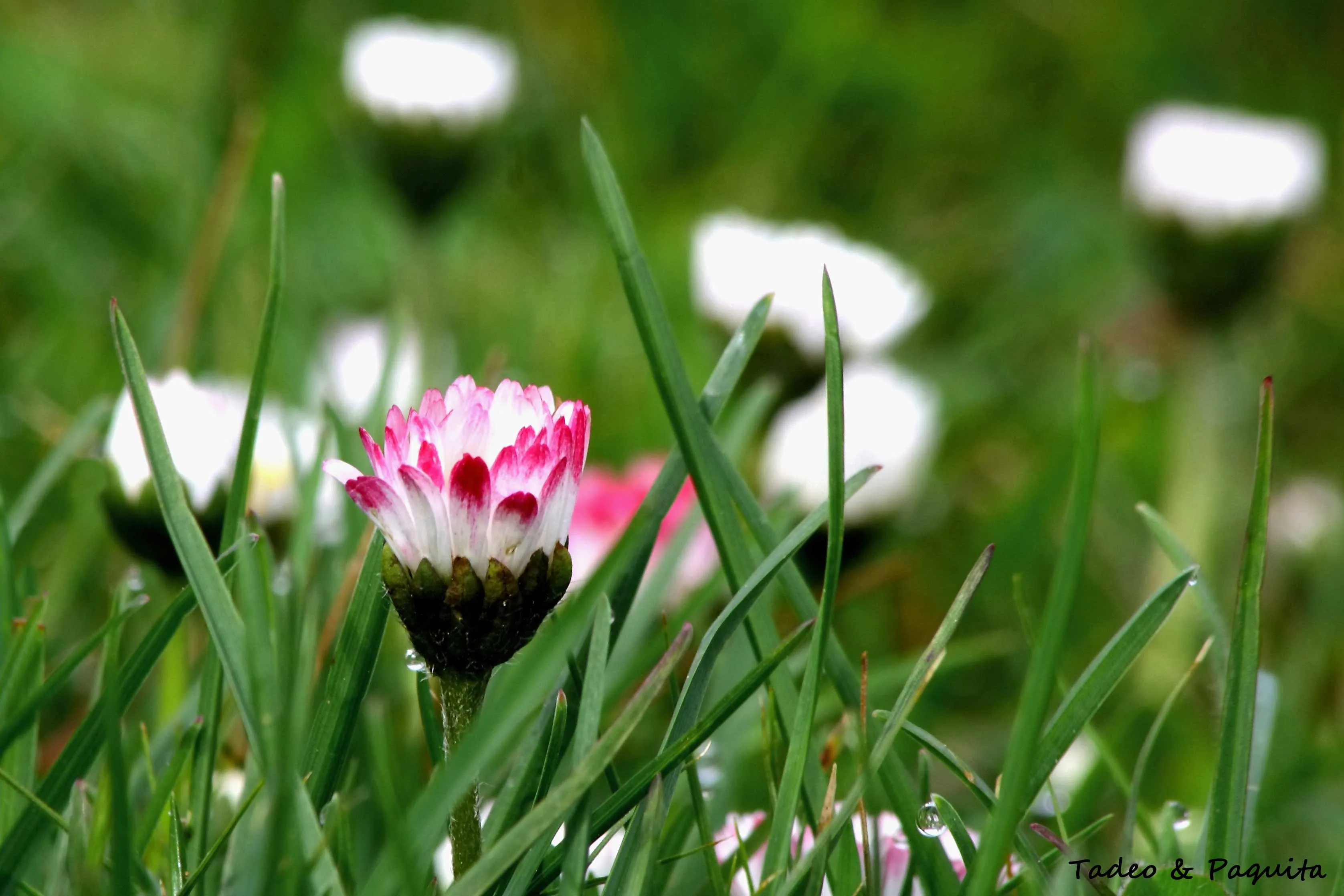 Bellis perennis, margarita