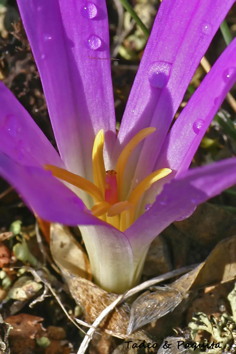 Merendera bulbocodium, quitameriendas