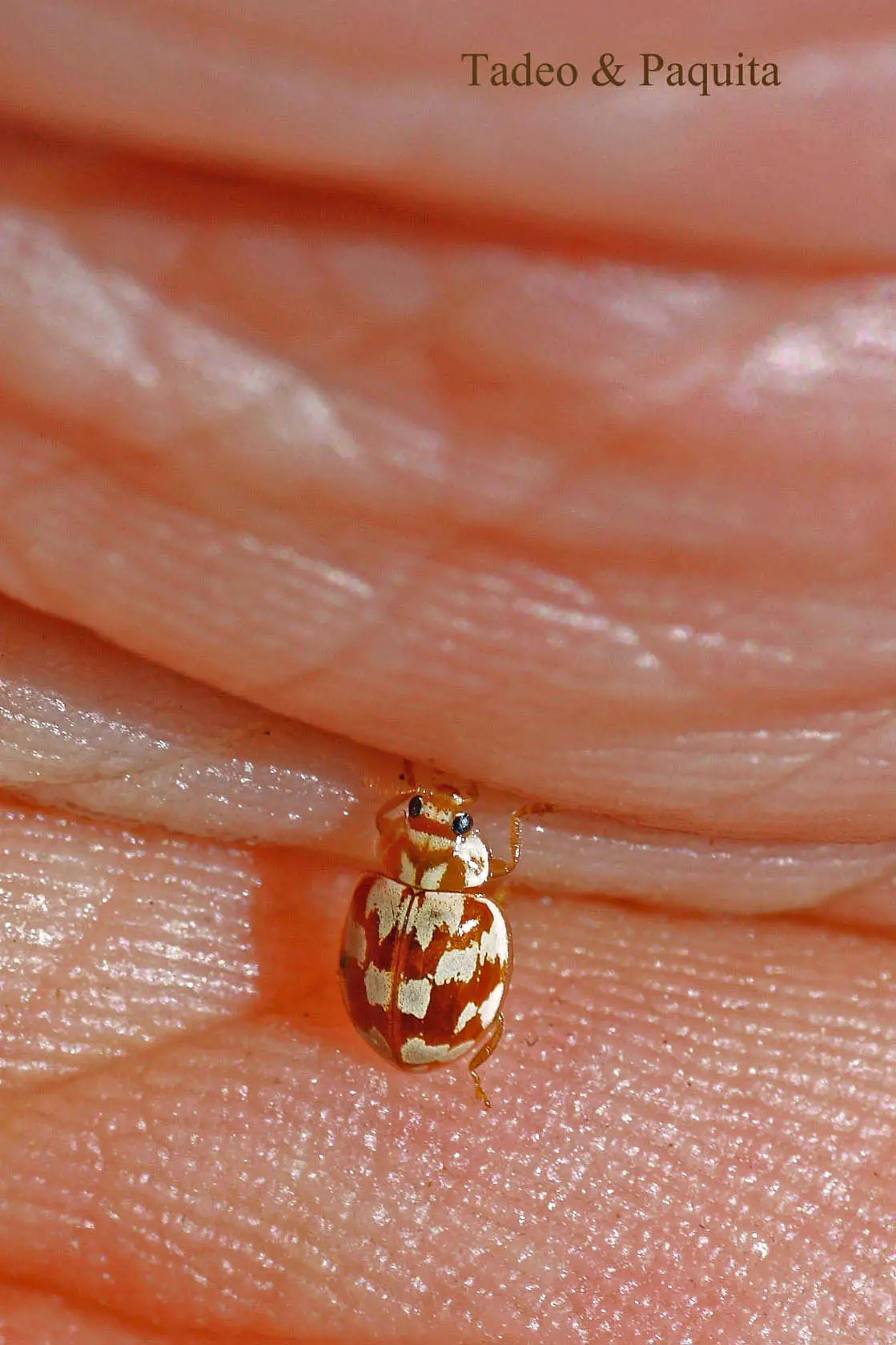 Myrrha octodecimguttata