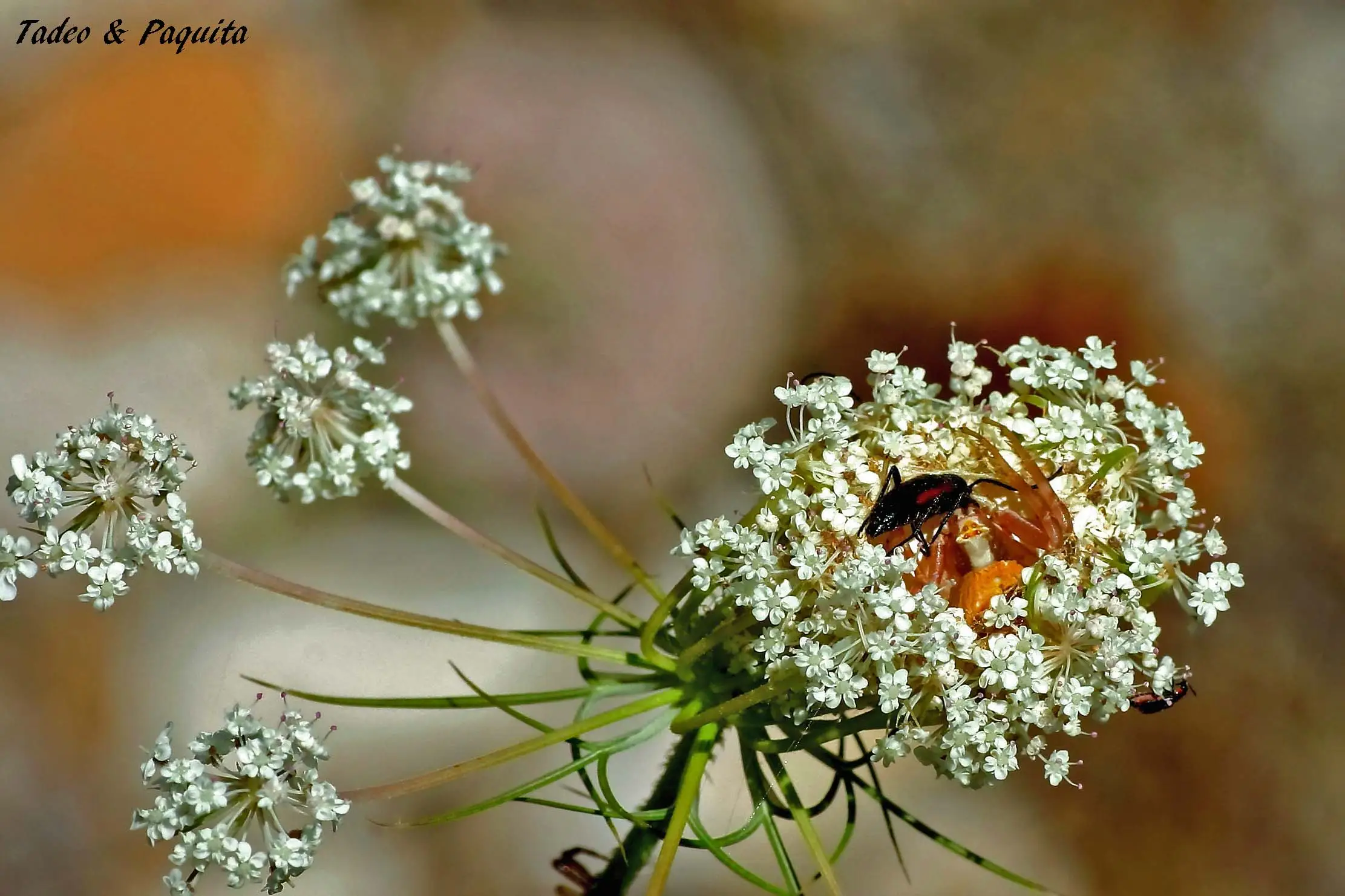 Misumena vatia camuflada en una flor