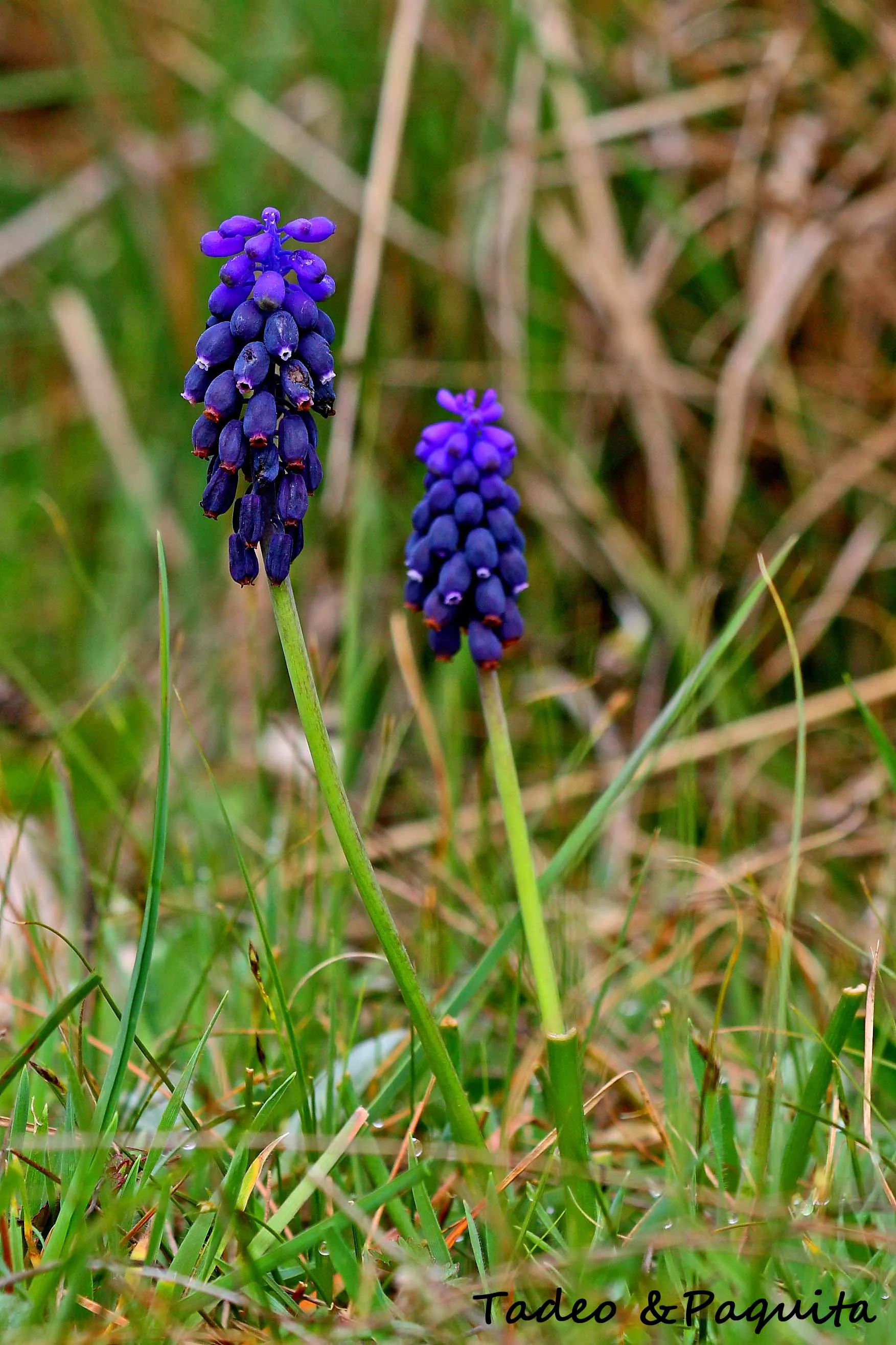 Muscari neglectum, nazareno