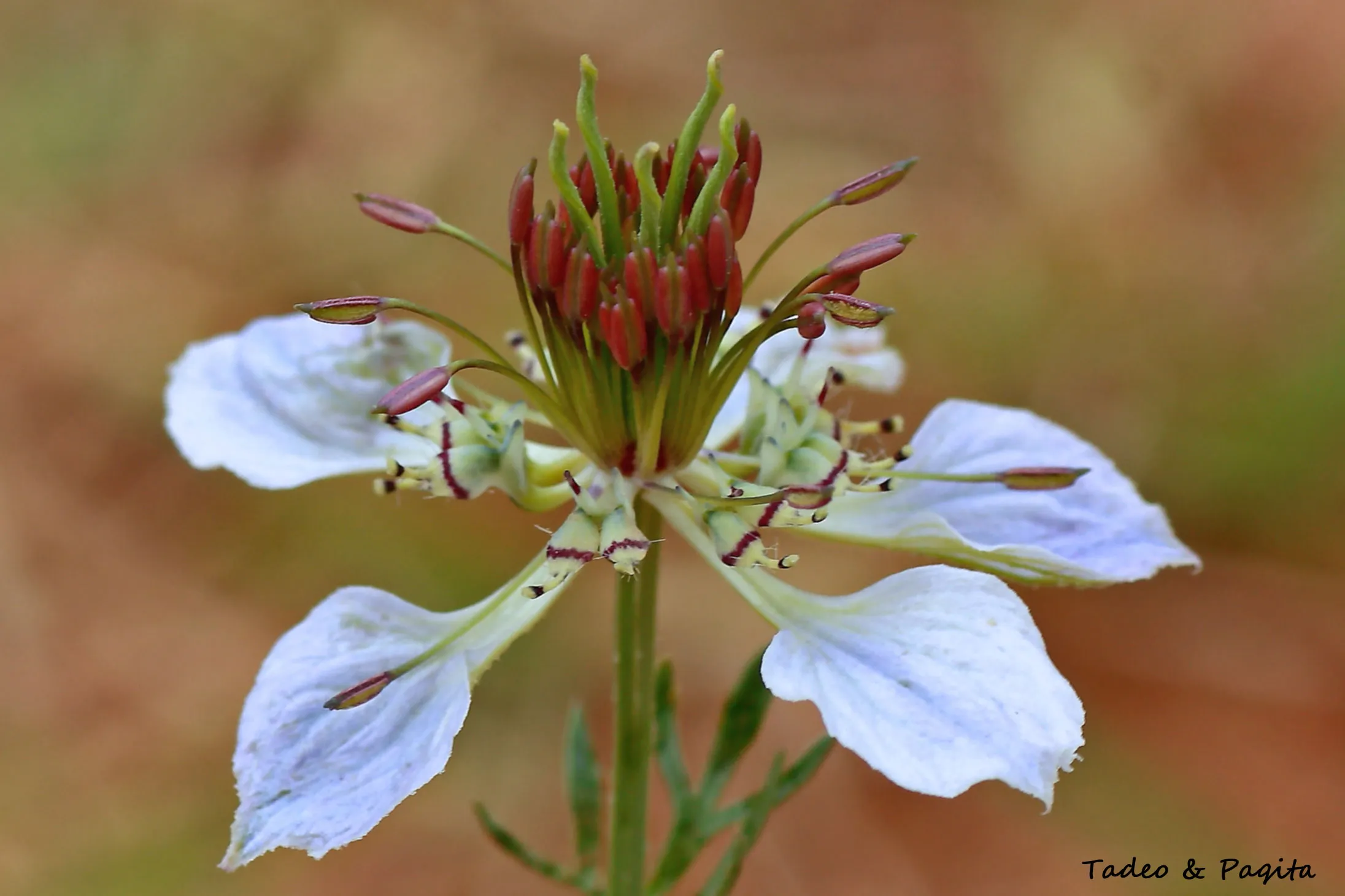 Nigella damascena, arañuela