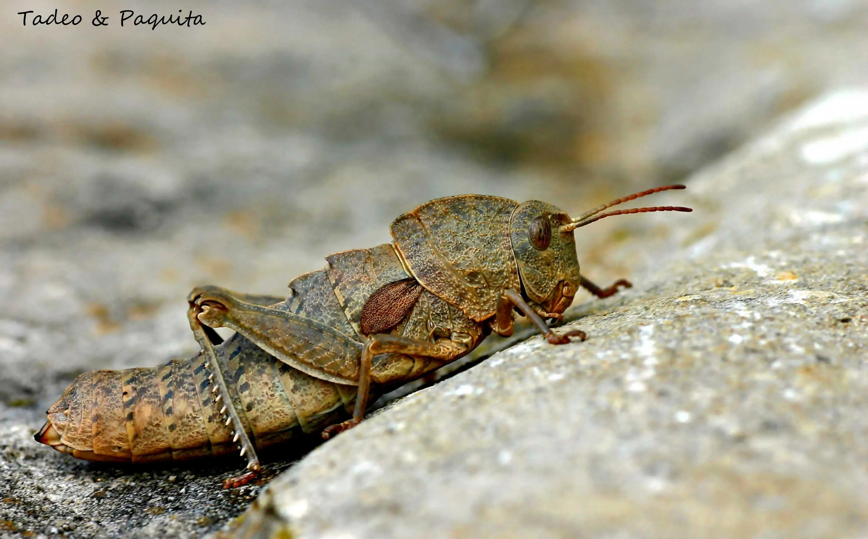 Ocnerodes, saltamontes alicorto
