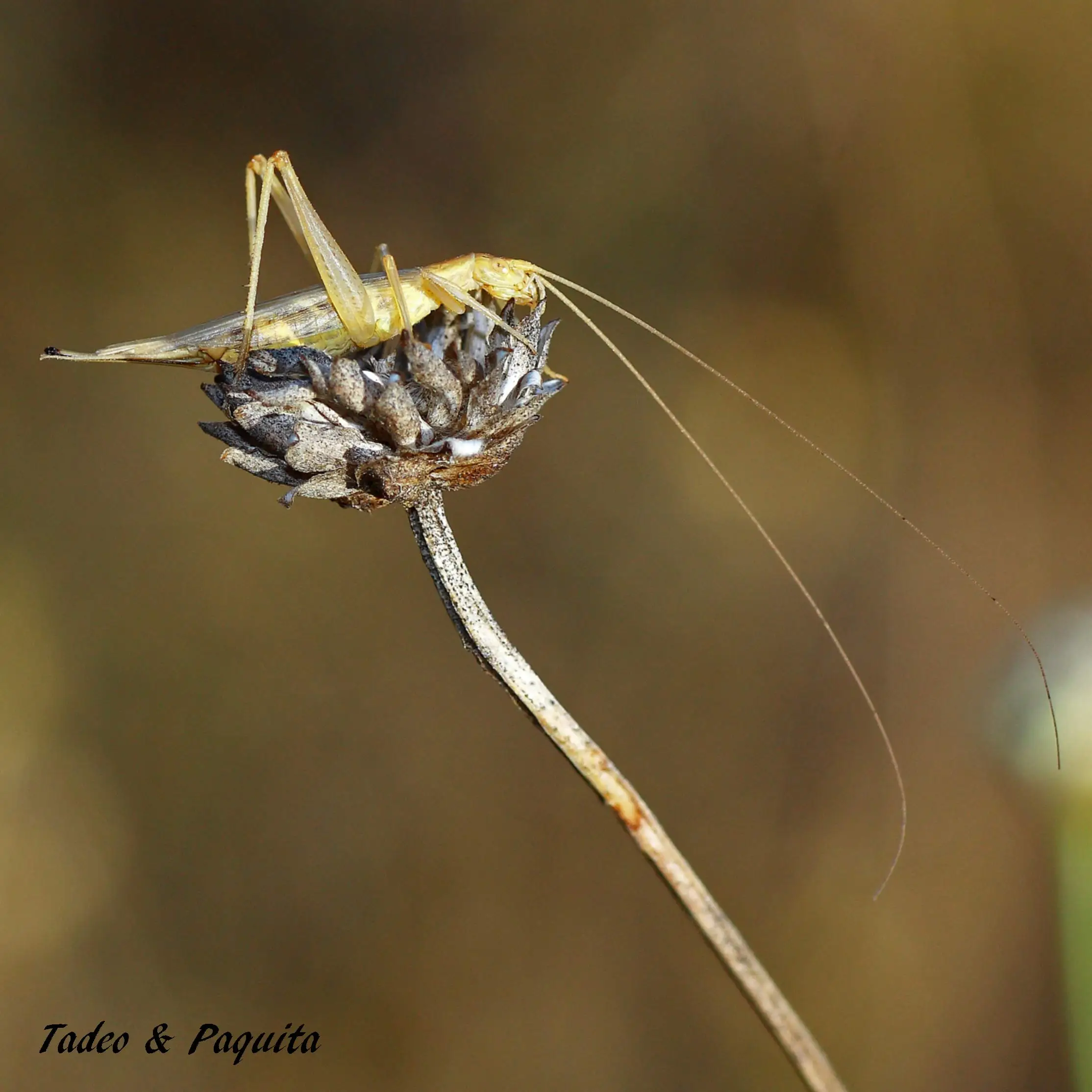 Oecanthus pellucens