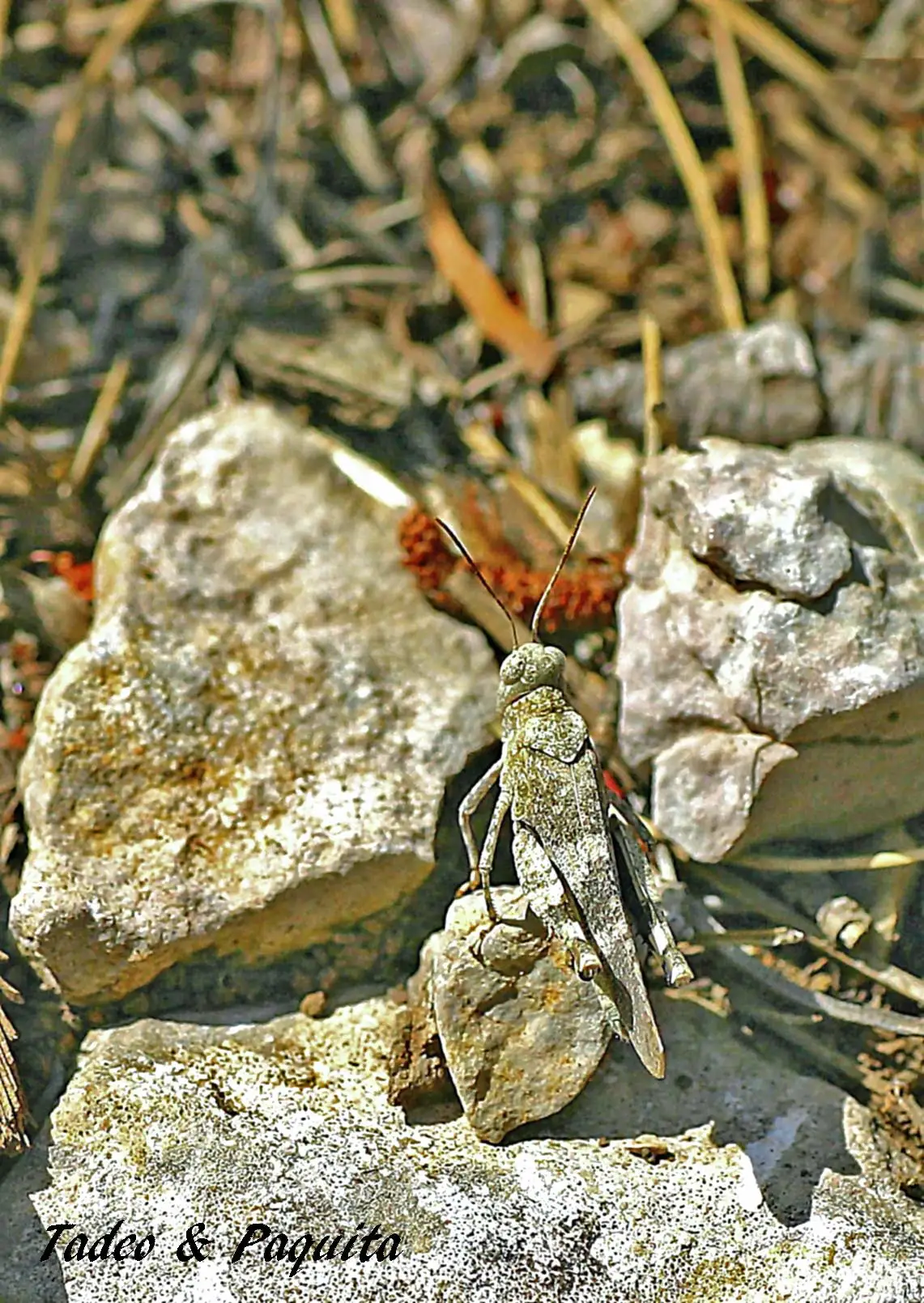 Oedipoda caerulescens