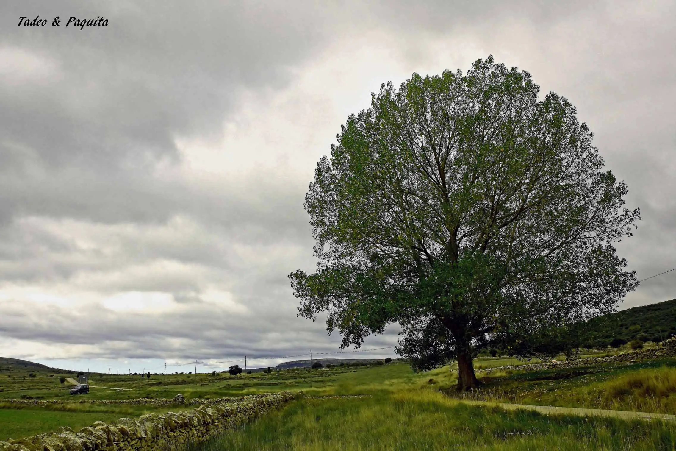 Olmo, Ulmus minor