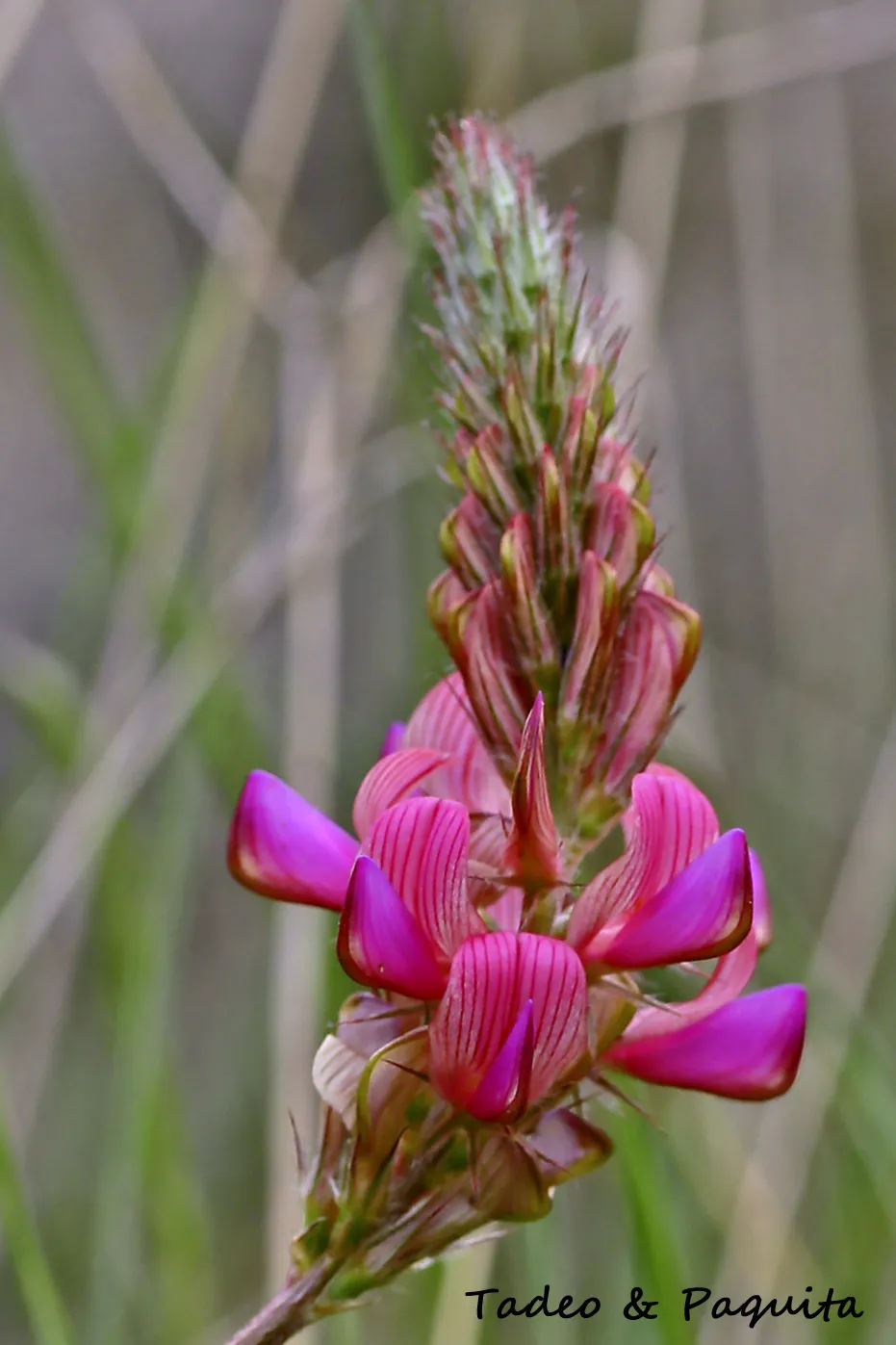 Onobrychis stenorhiza, esparceta