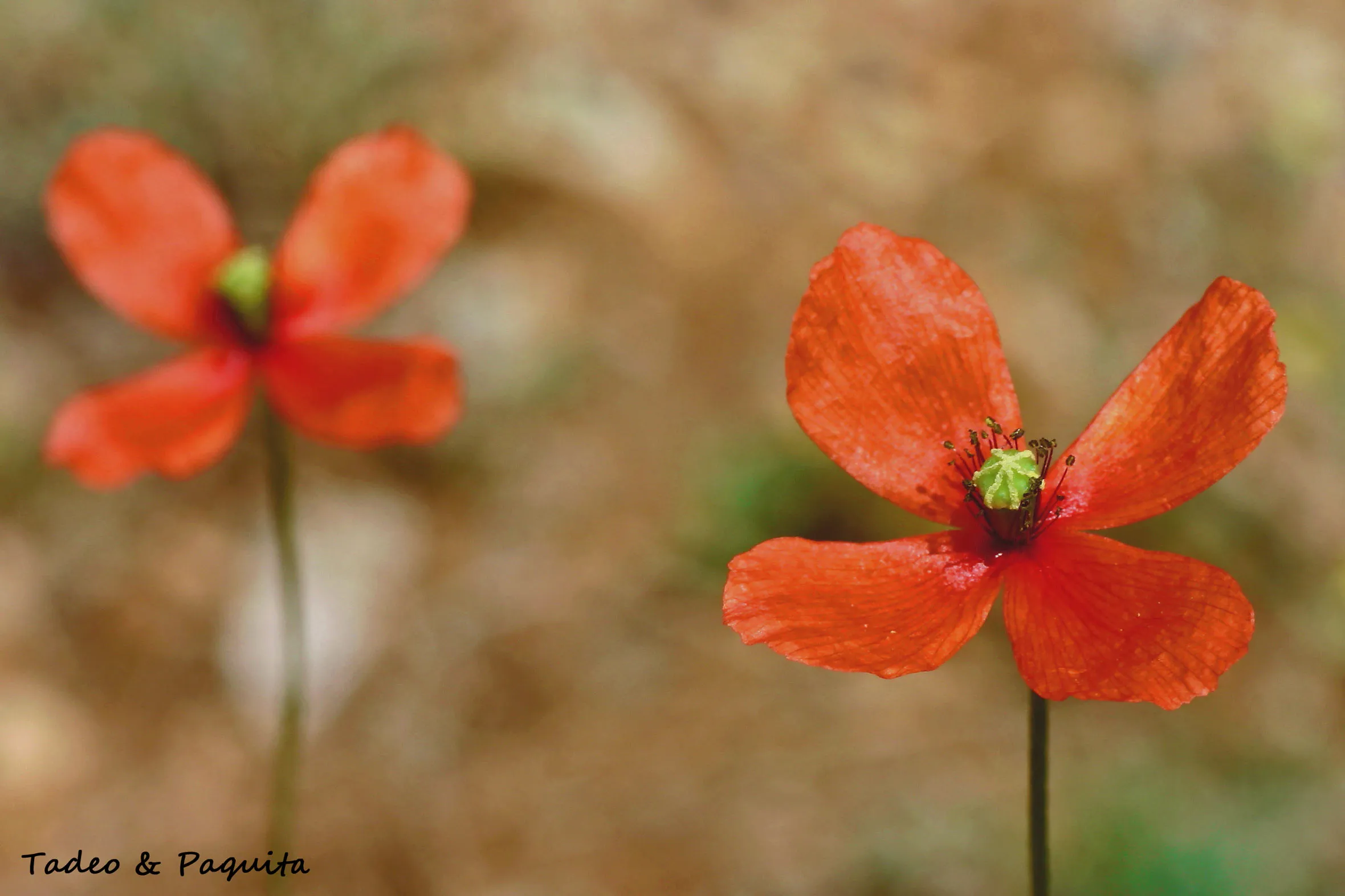 Papaver rupifragum, amapola