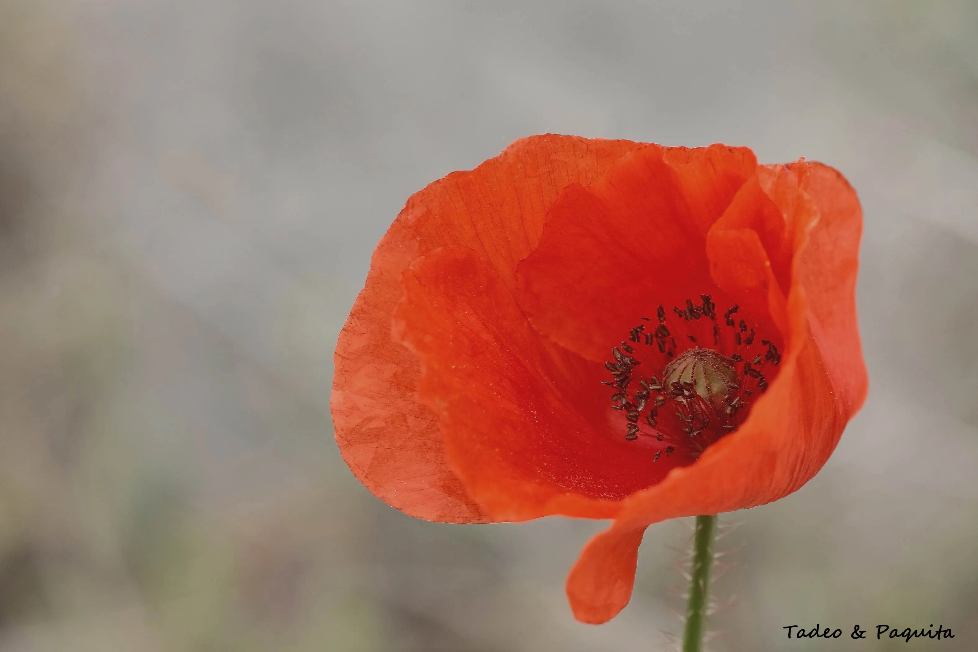 Papaver rhoeas, amapola