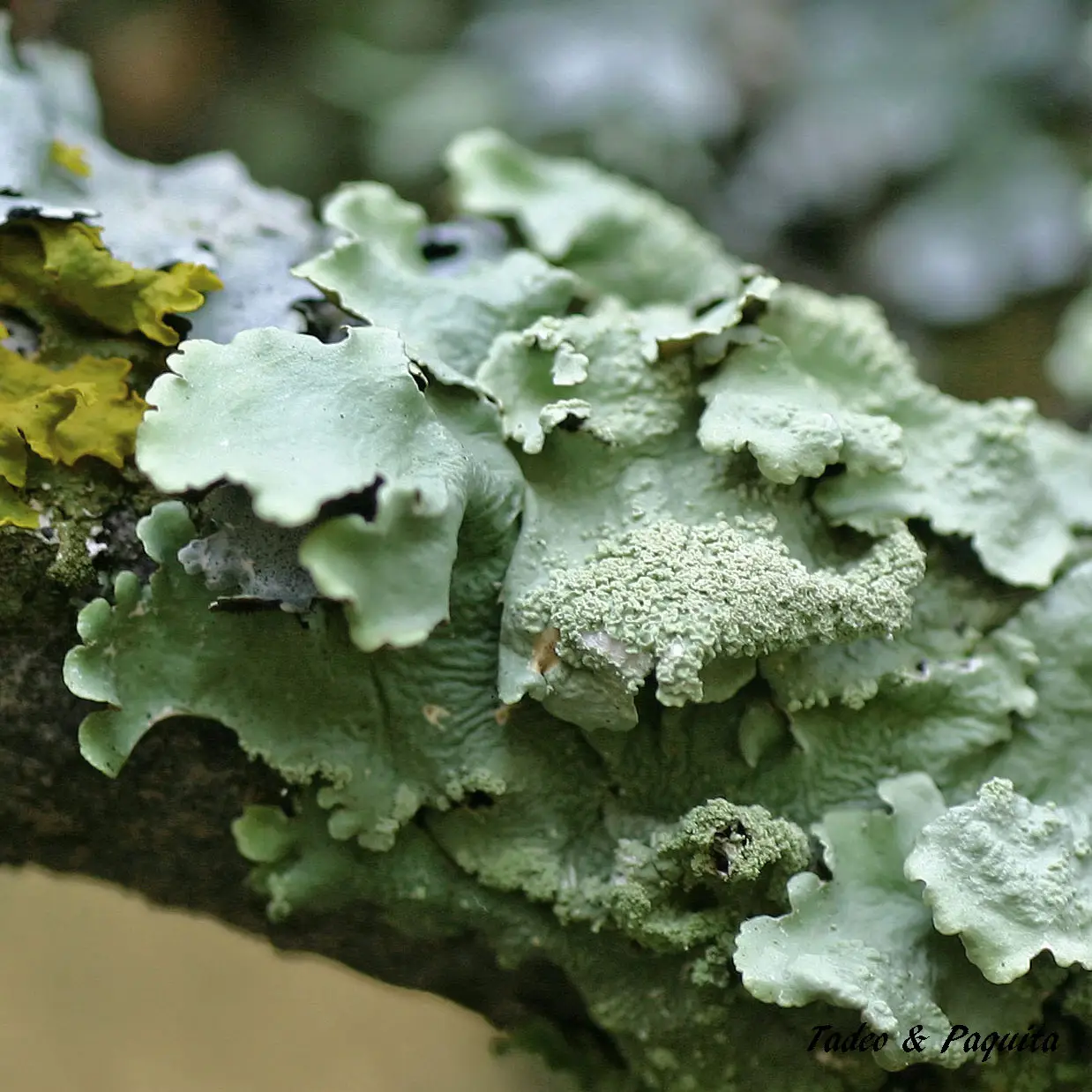 Flavoparmelia caperata