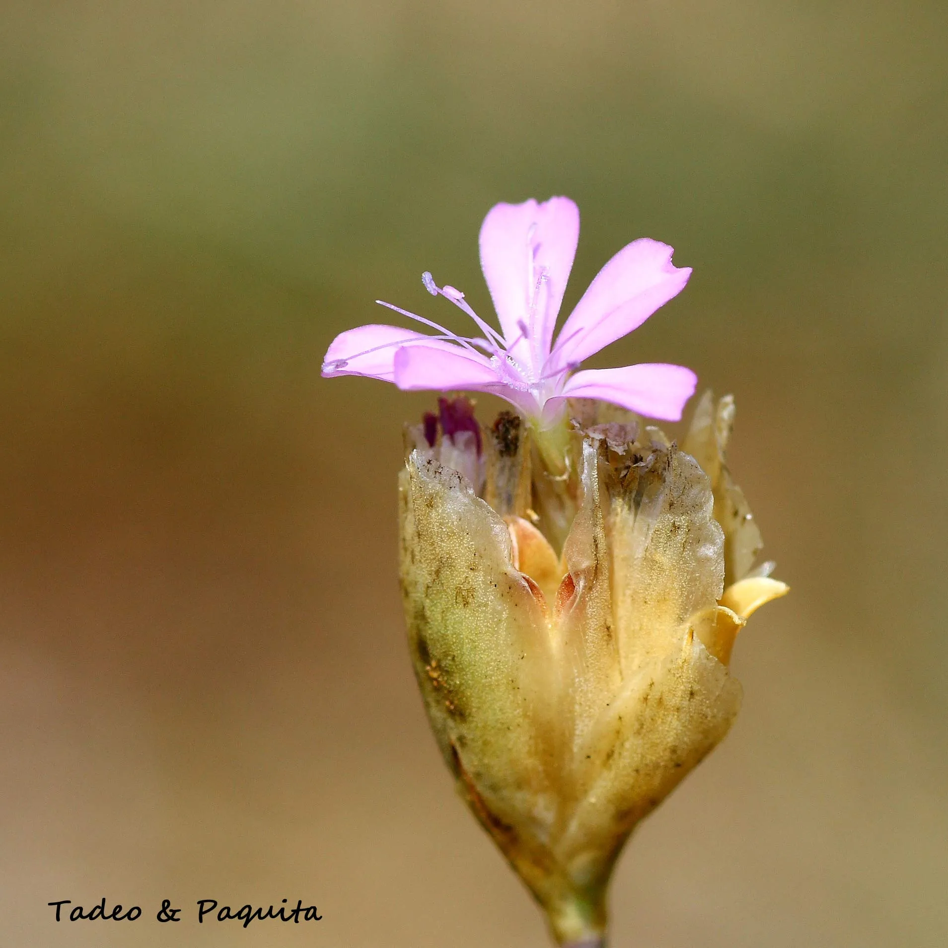 Petrorhagia prolifera