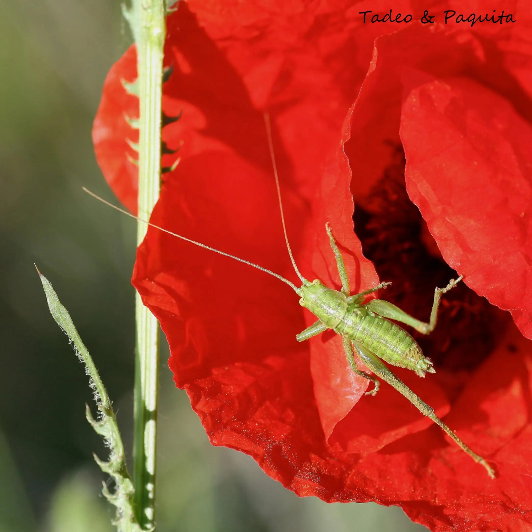 Phaneroptera