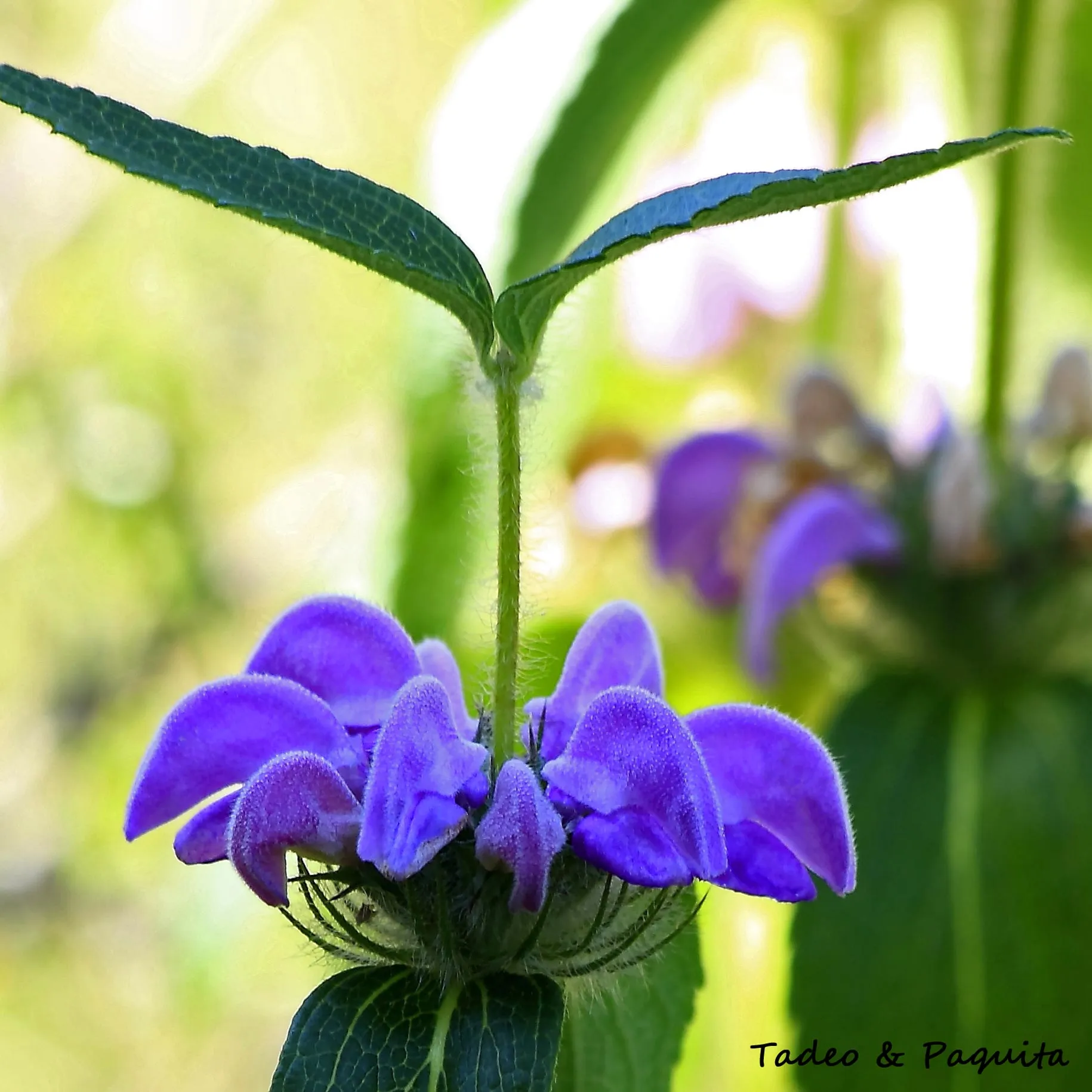 Phlomis purpurea, matagallo