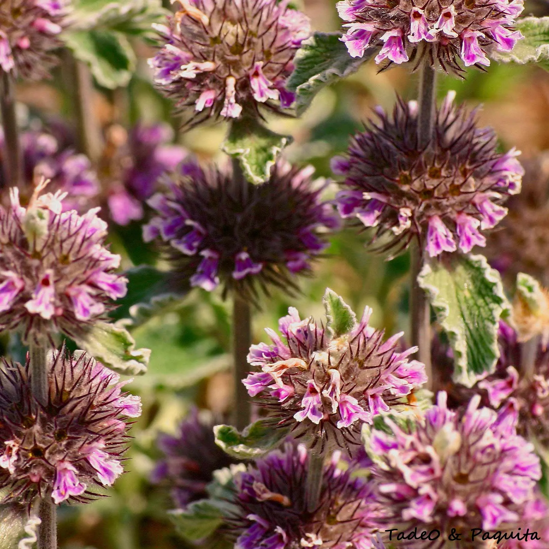 Phlomis lychnitis, candilera, oreja de burro