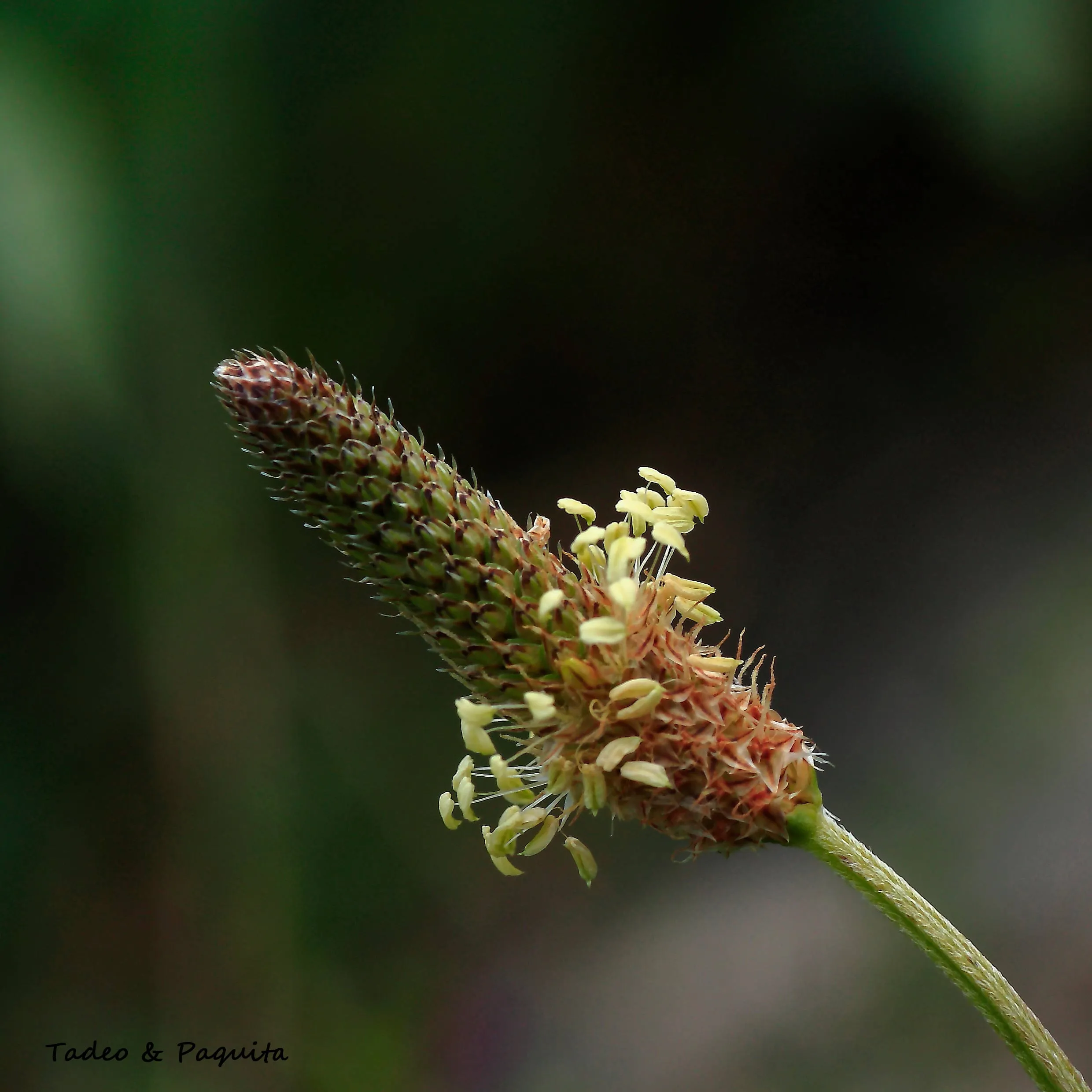 Plantago lagopus, llantén