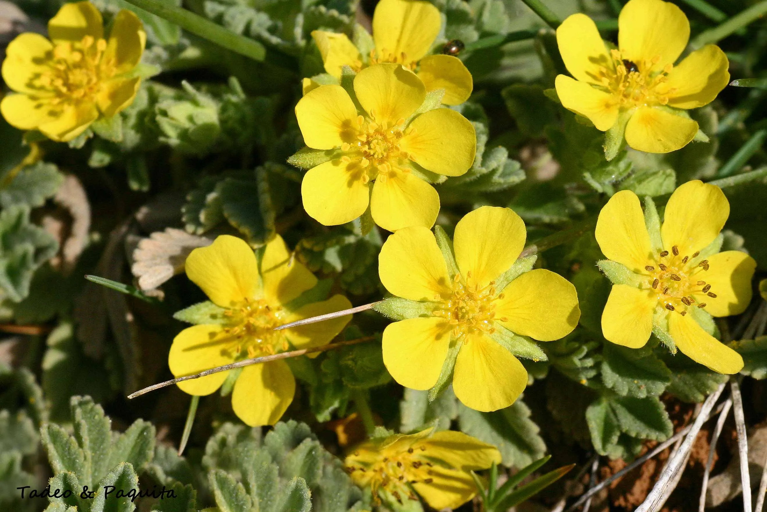 Potentilla neumanniana, cincoenrama