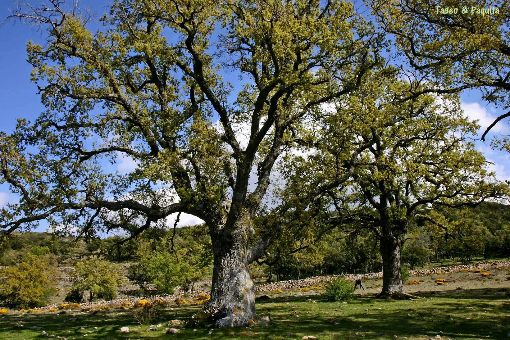 Roble, Quercus faginea