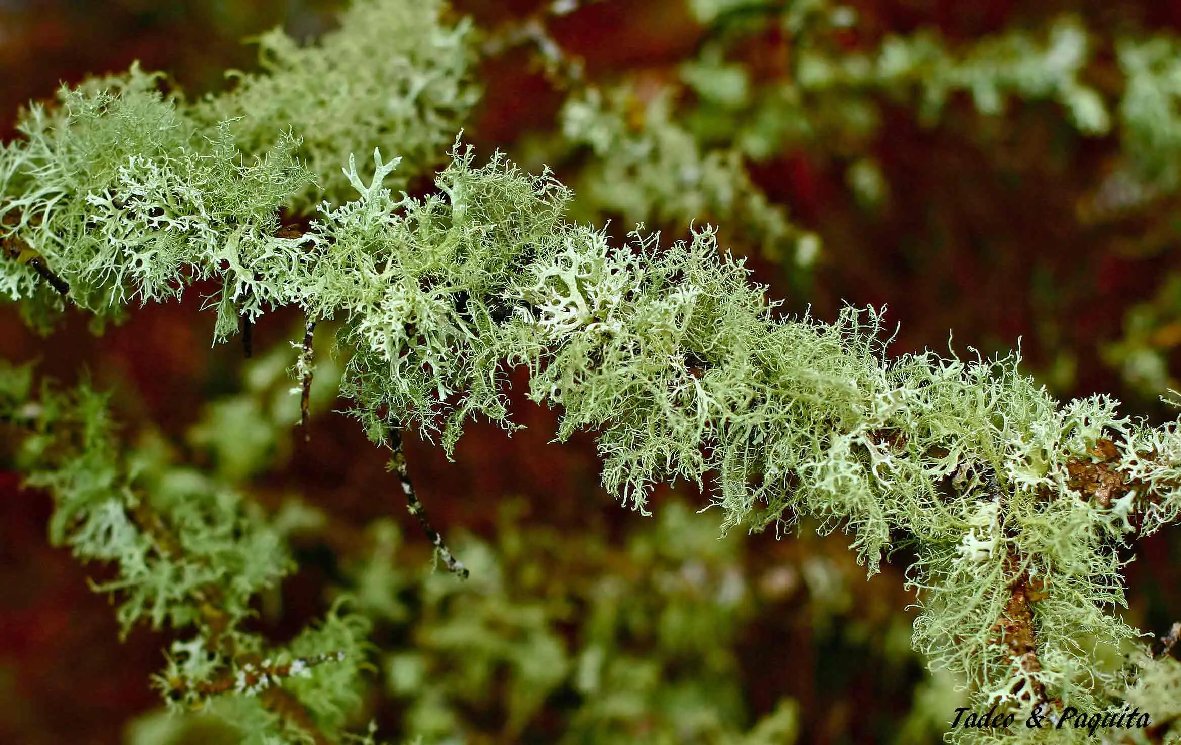 Ramalina fraxinea