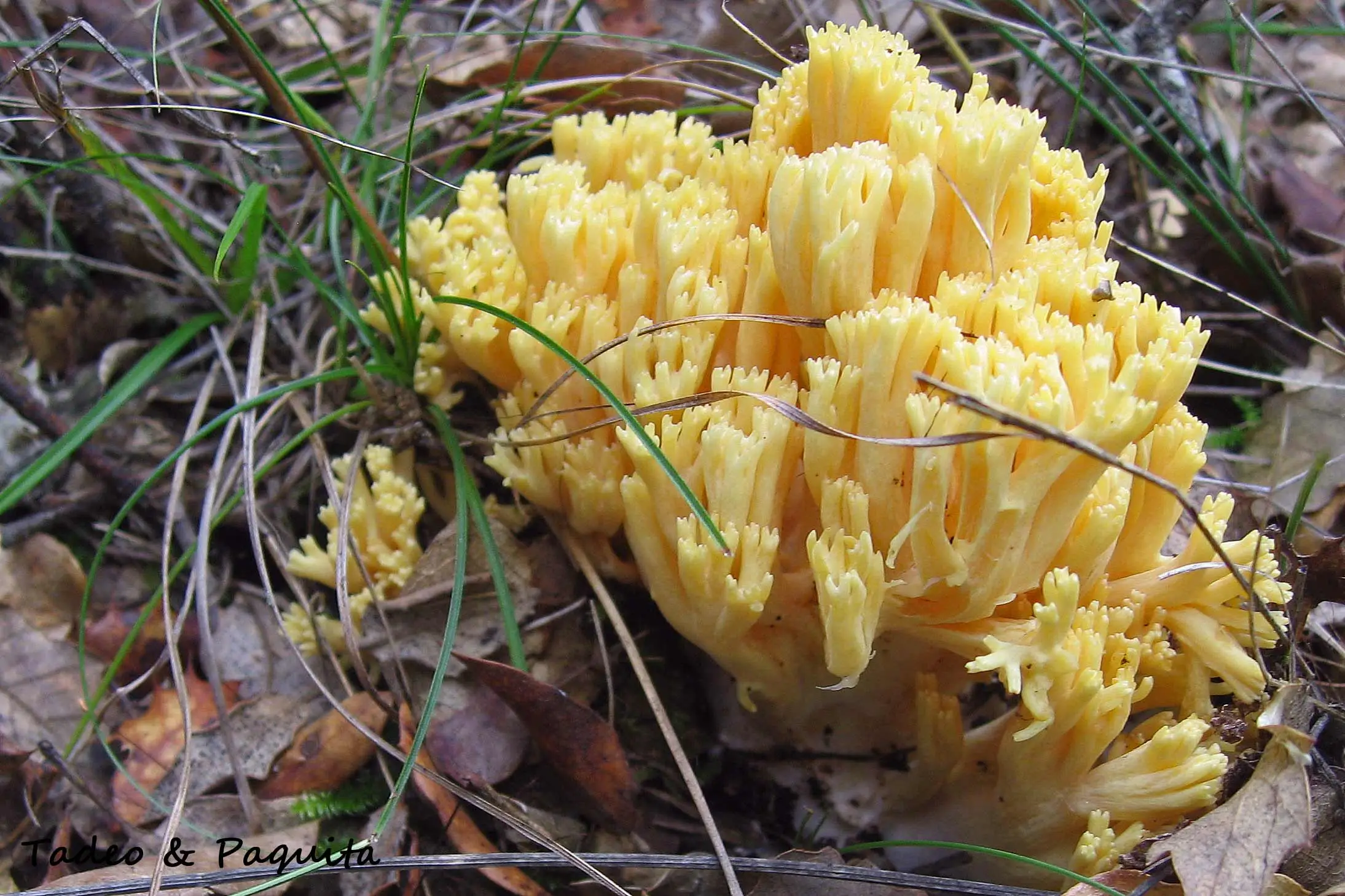 Ramaria formosa