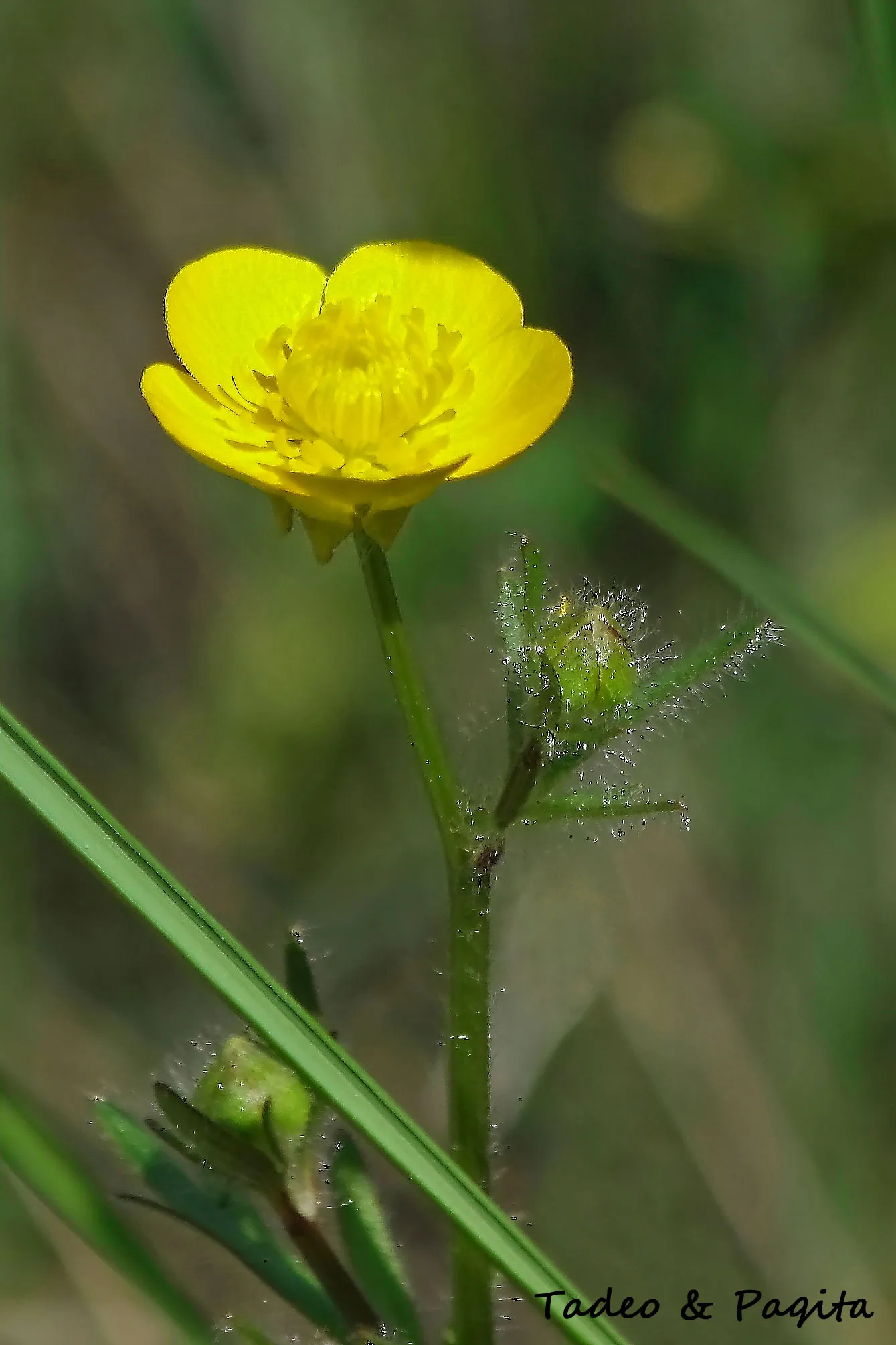 Ranunculus repens, botón de oro