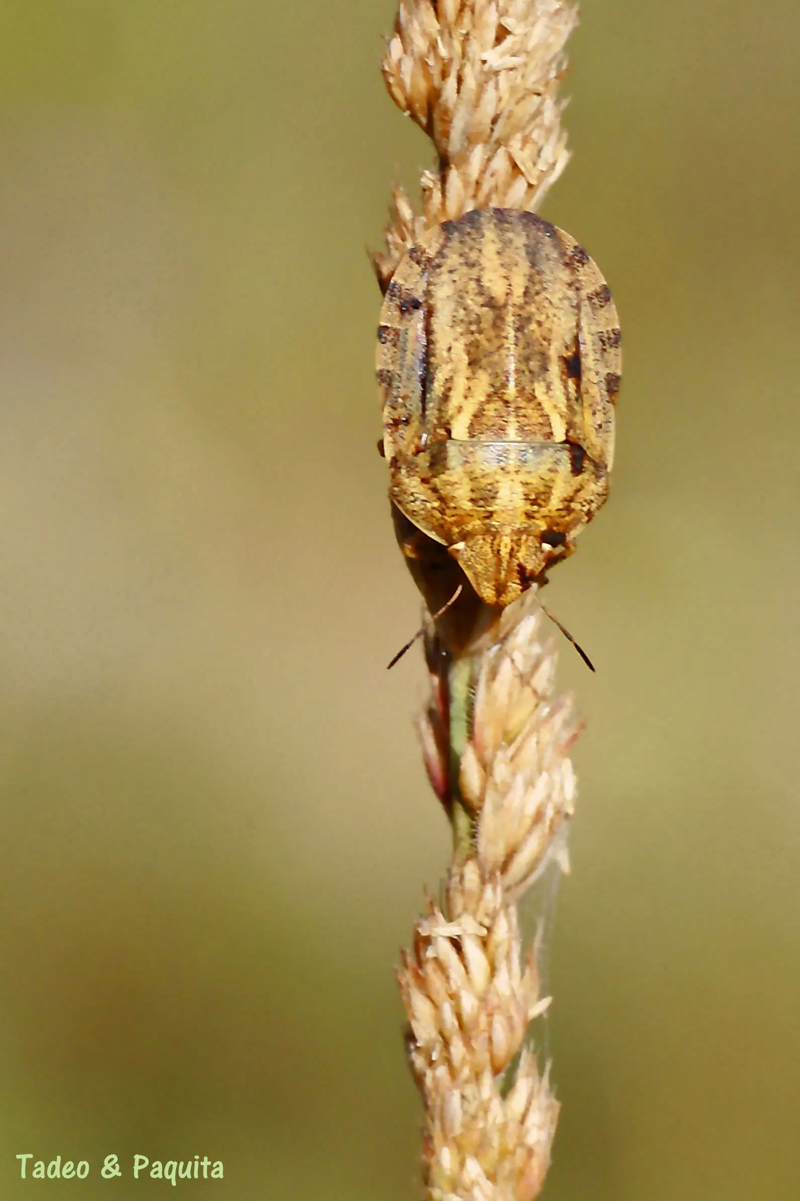 Rhaphigaster nebulosa