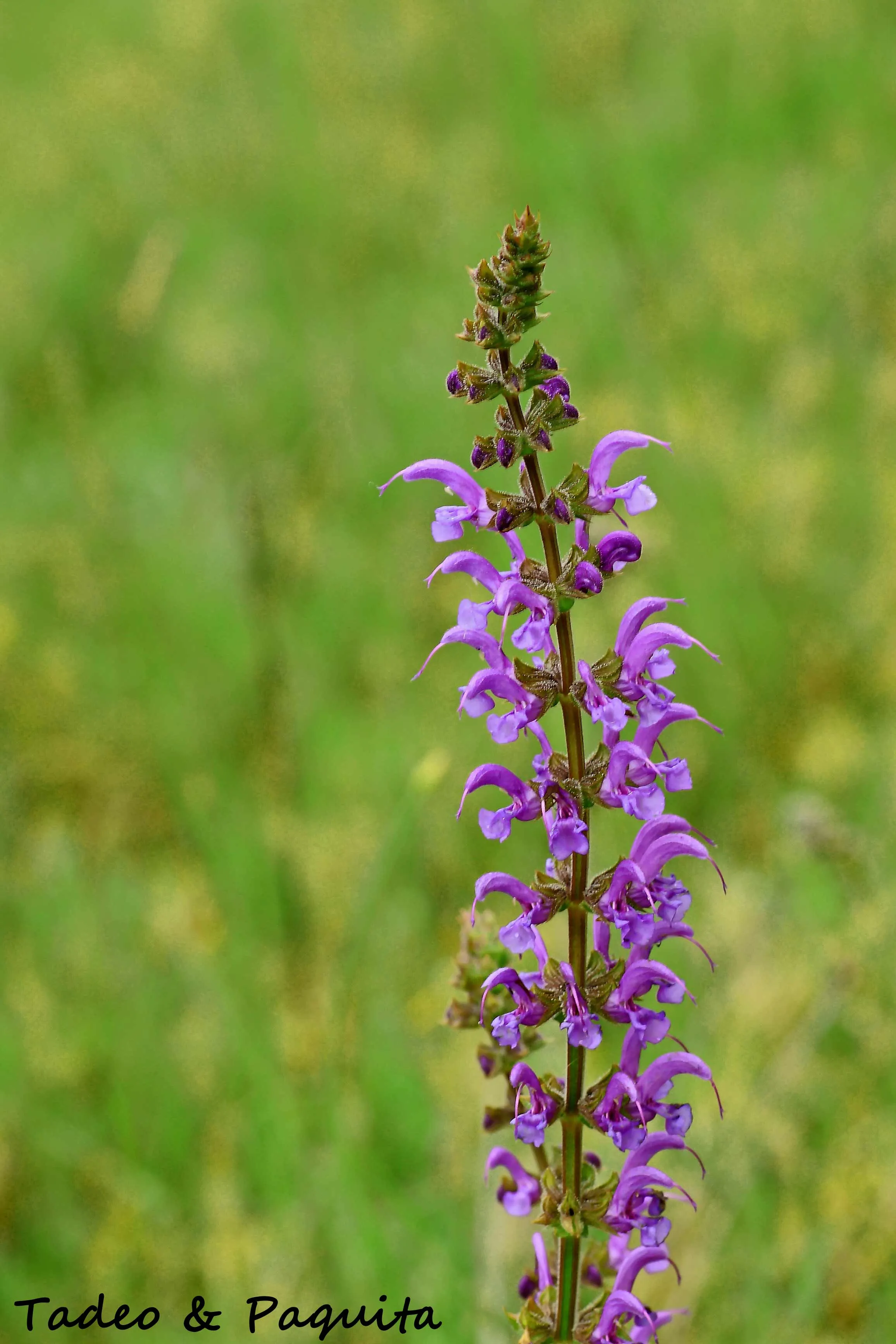 Salvia pratensis, salvia de prado