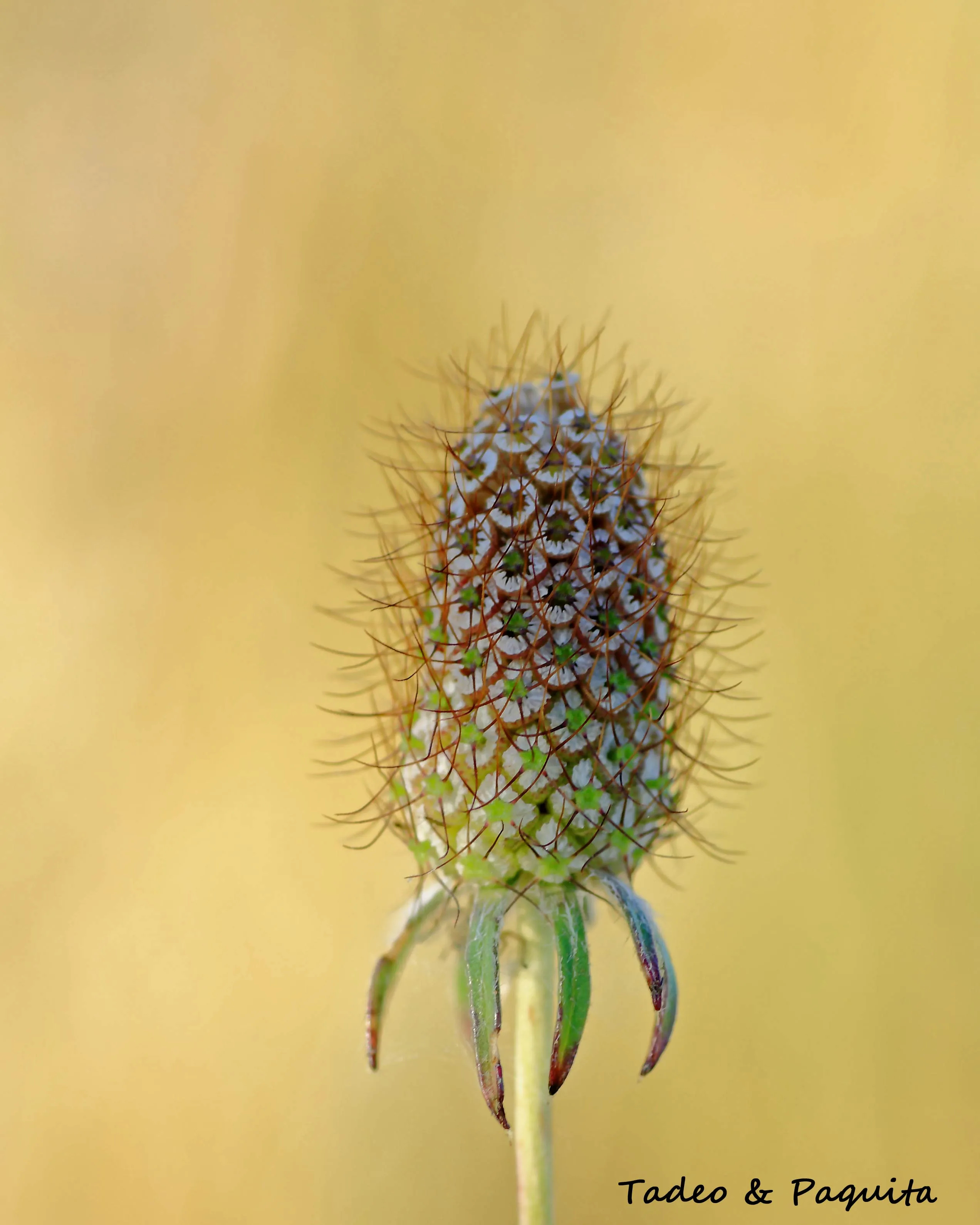 Scabiosa atropurpurea, escabiosa