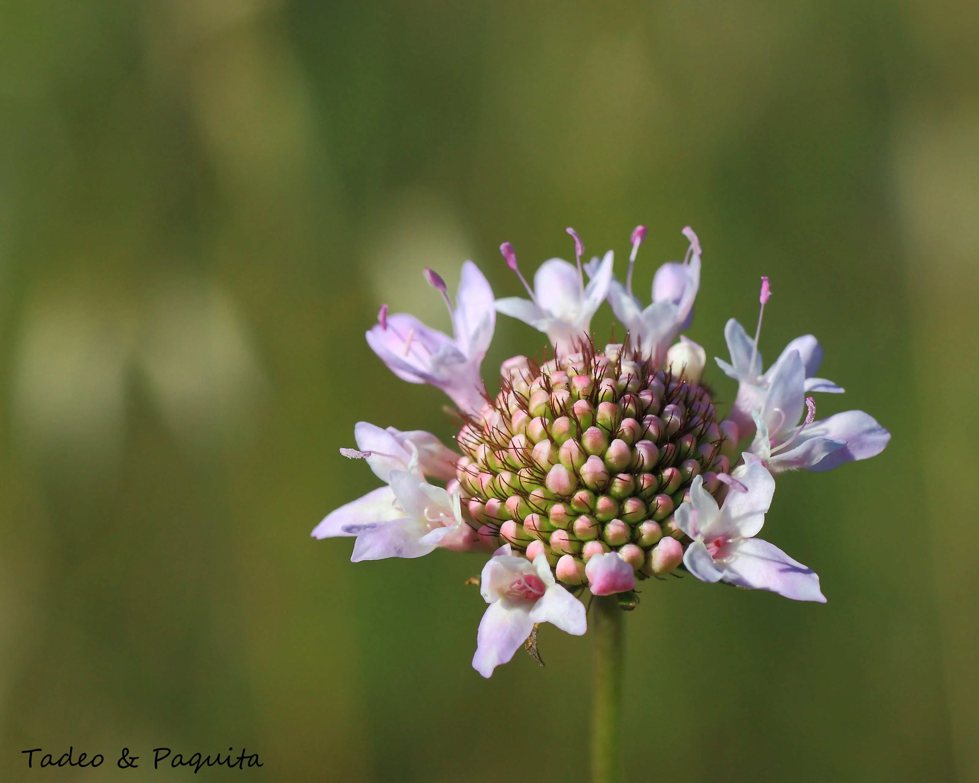 Scabiosa atropurpurea, escabiosa