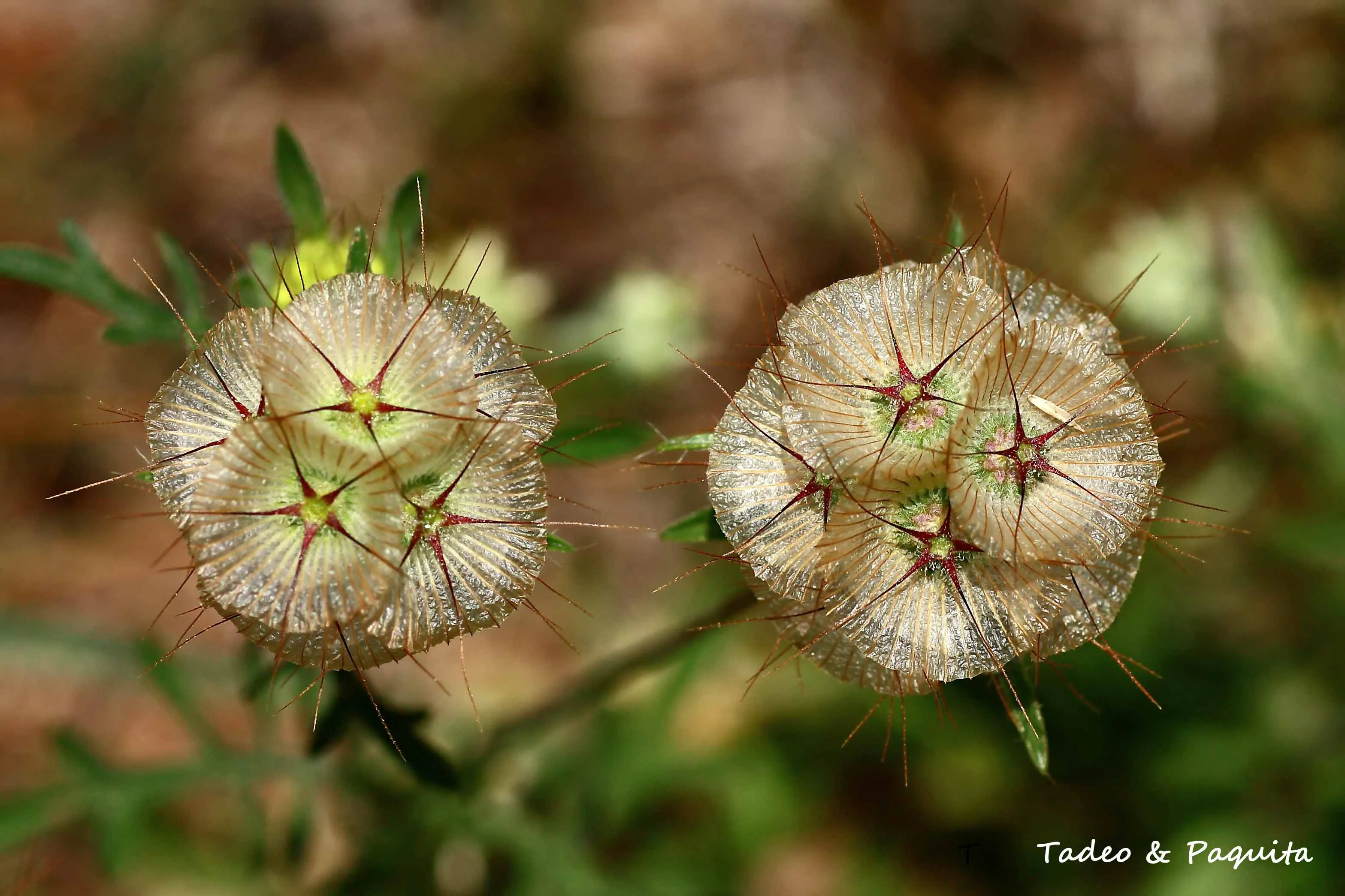 Scabiosa, escabiosa menor