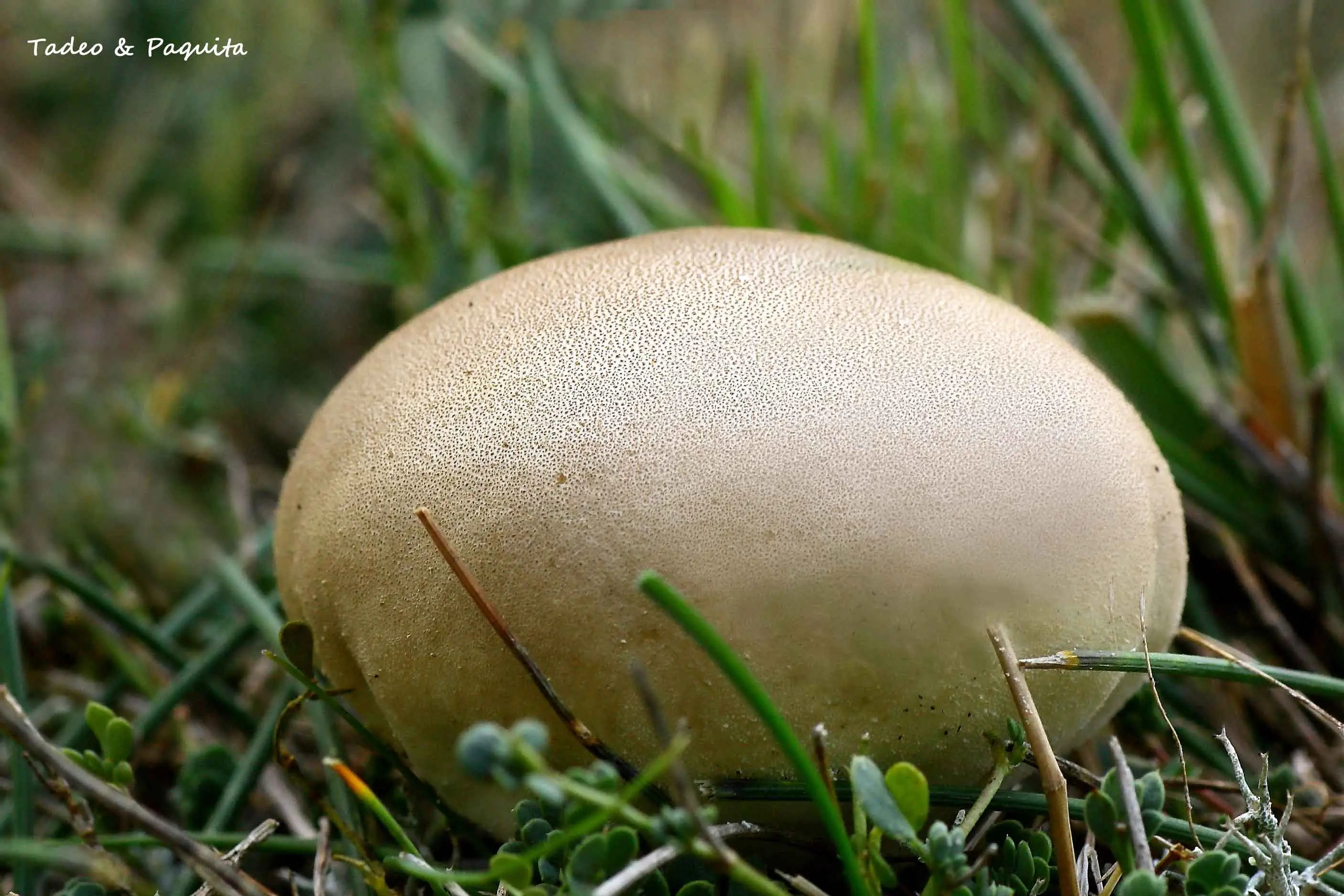 Scleroderma citrinum