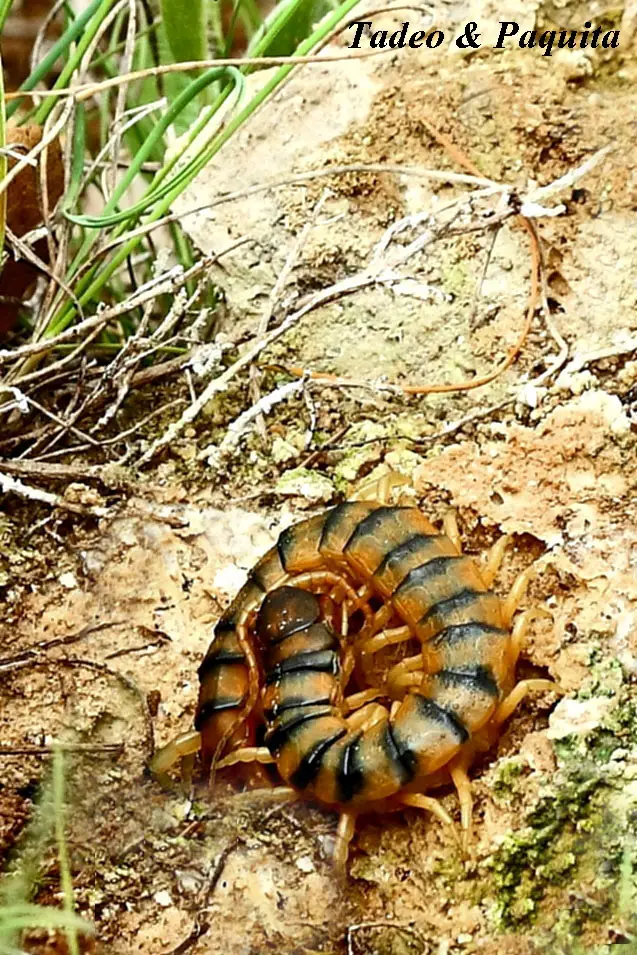 Escolopendra