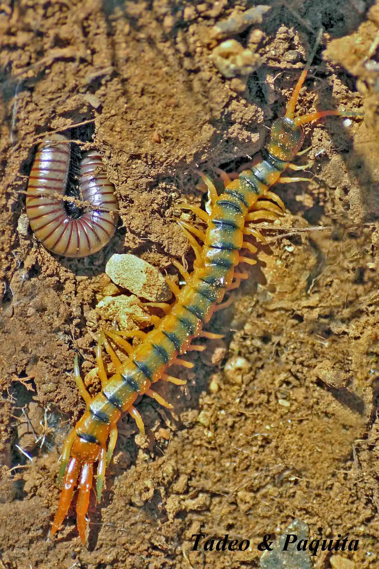 Escolopendra
