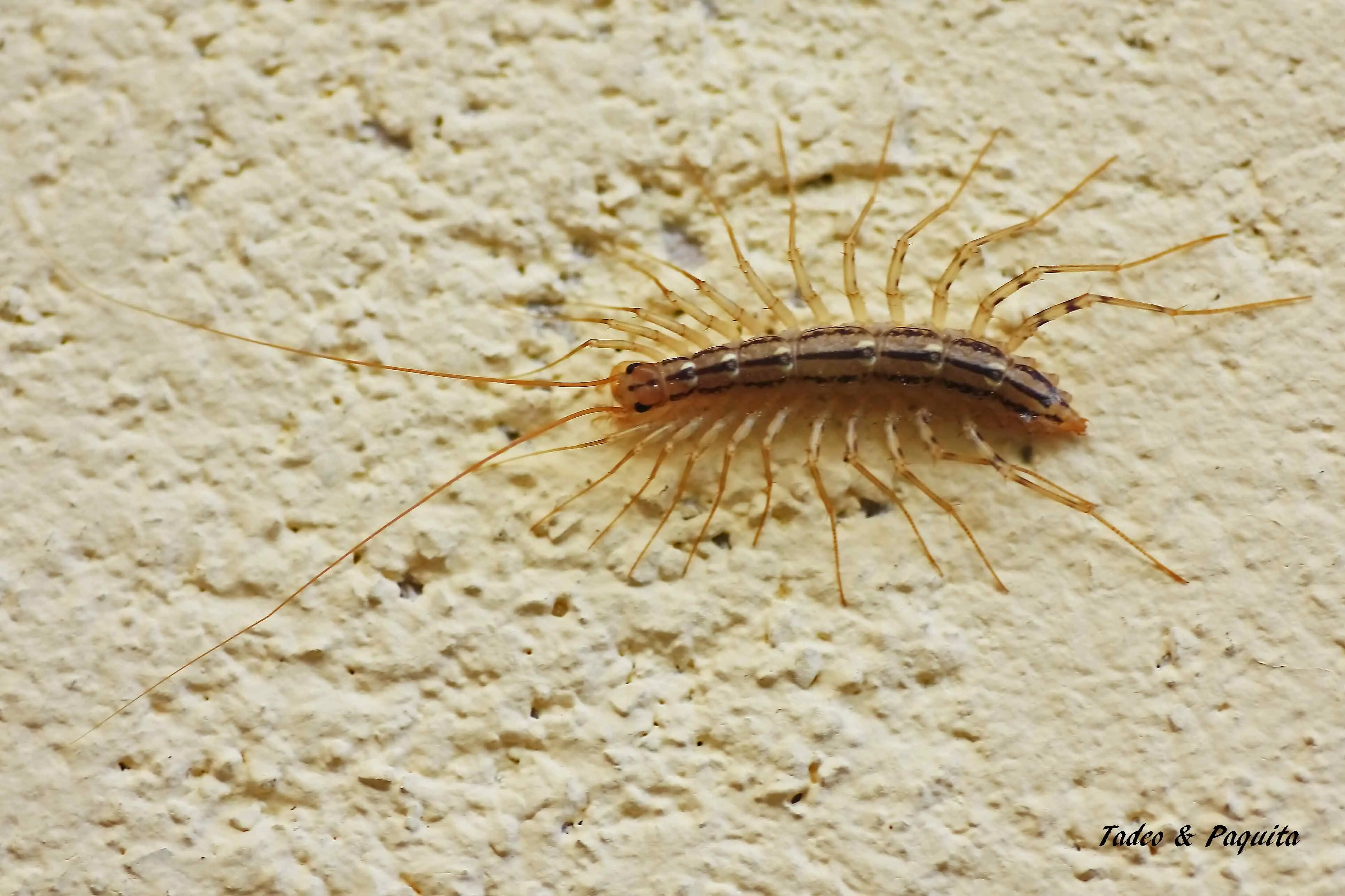 Scutigera coleoptrata