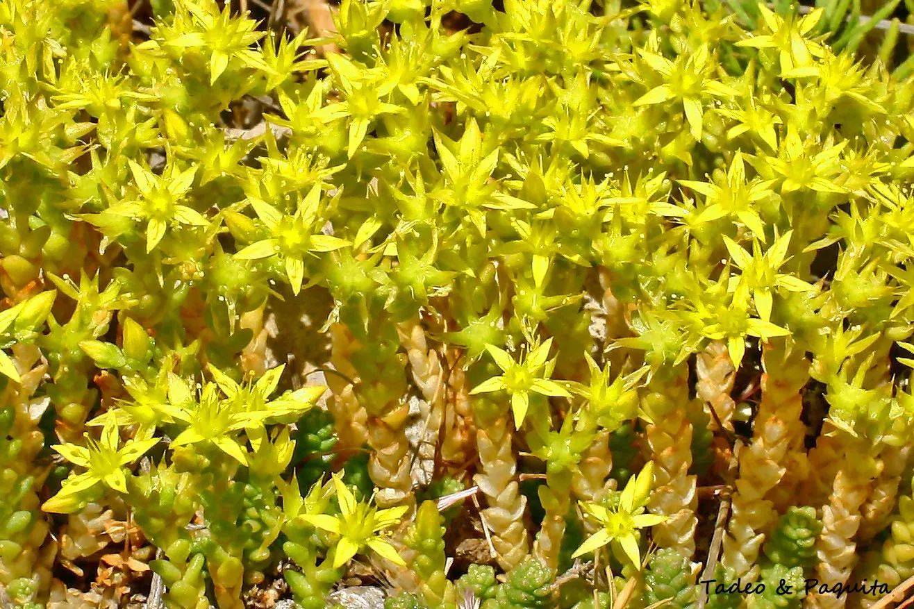 Sedum acre, pampajarito