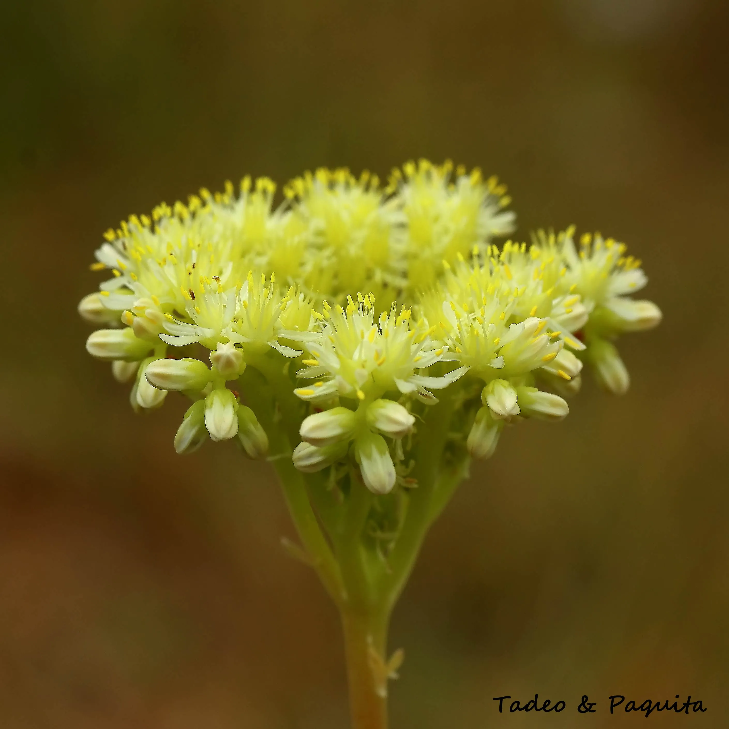 Sedum sediforme, uña de gato
