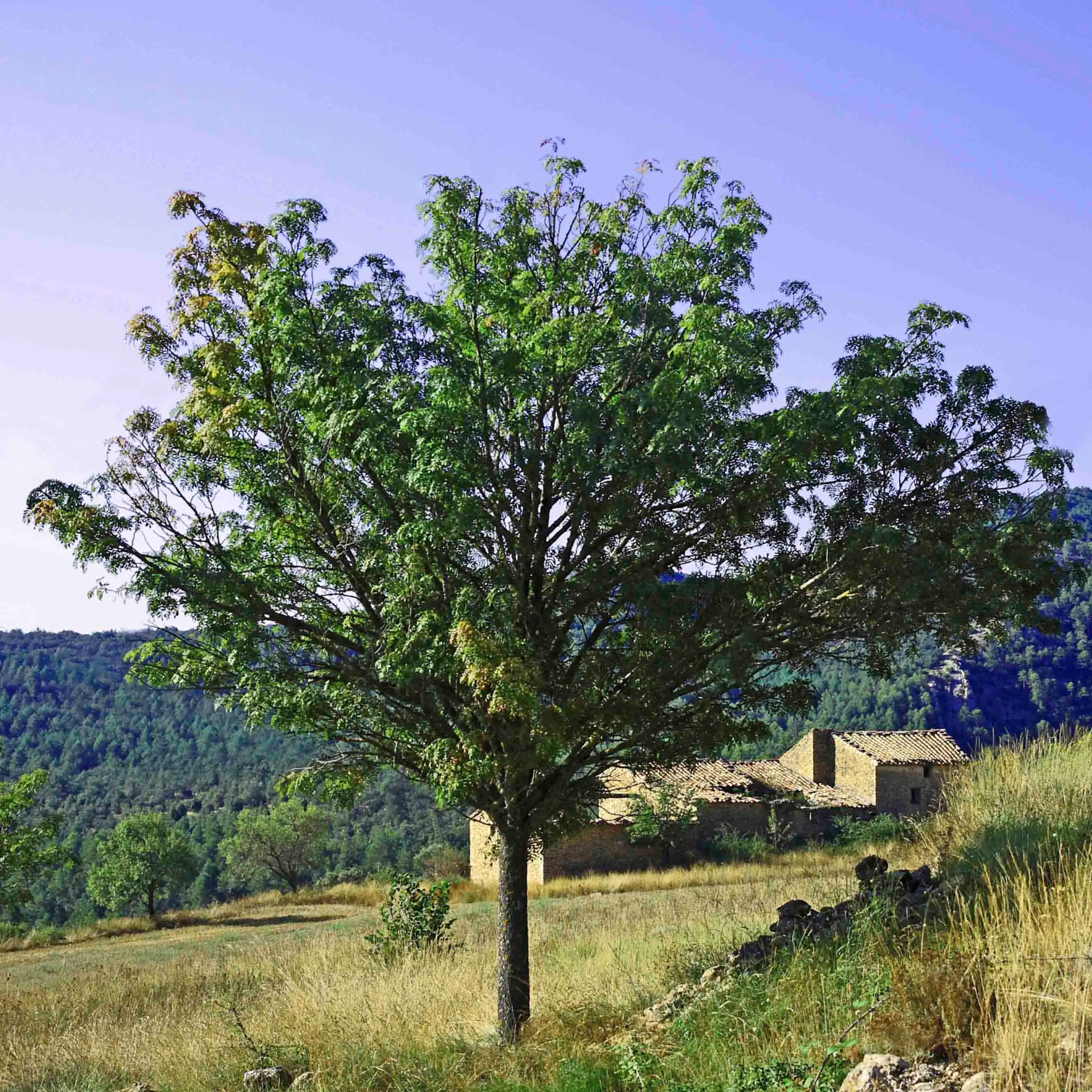 Serbal