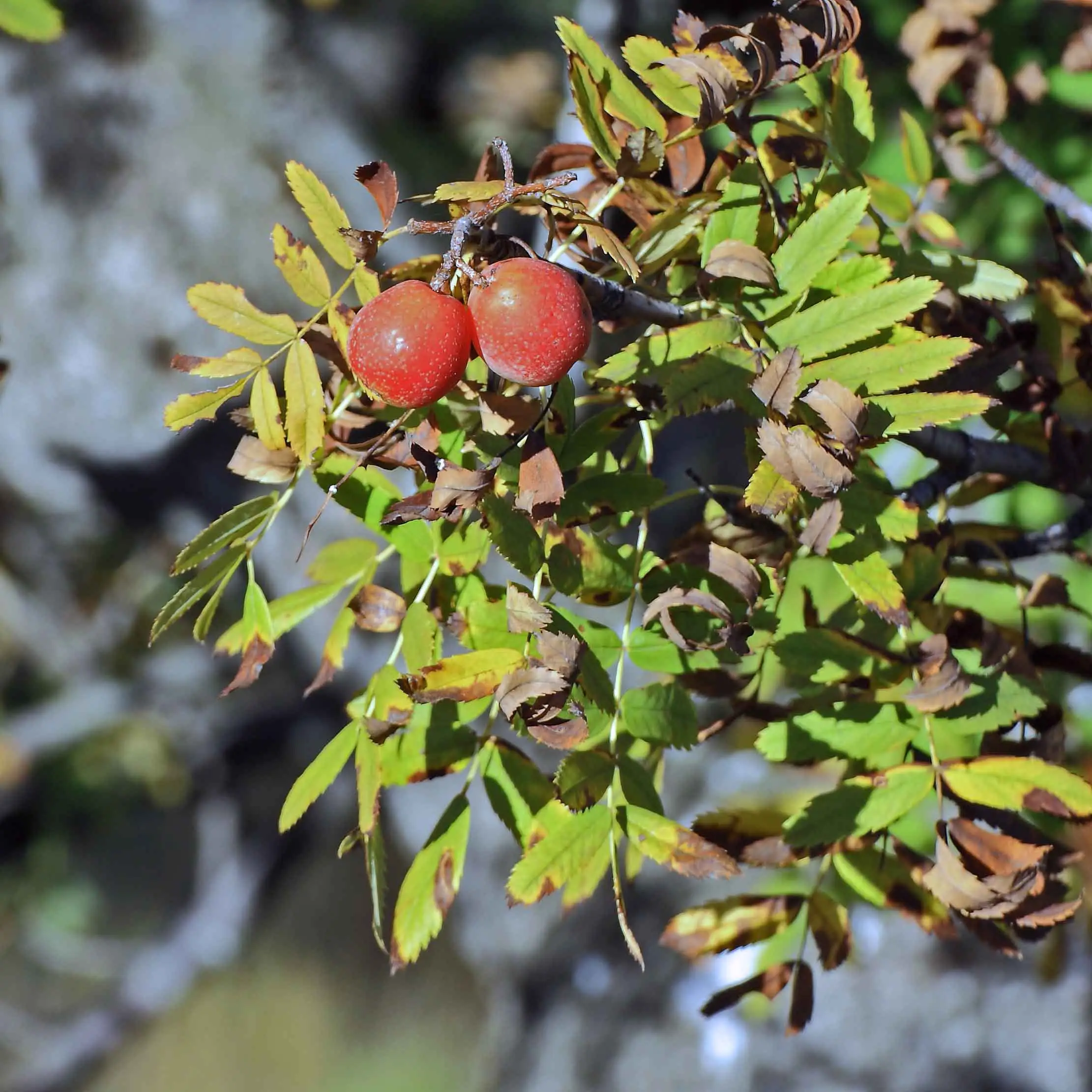 Fruto del serbal