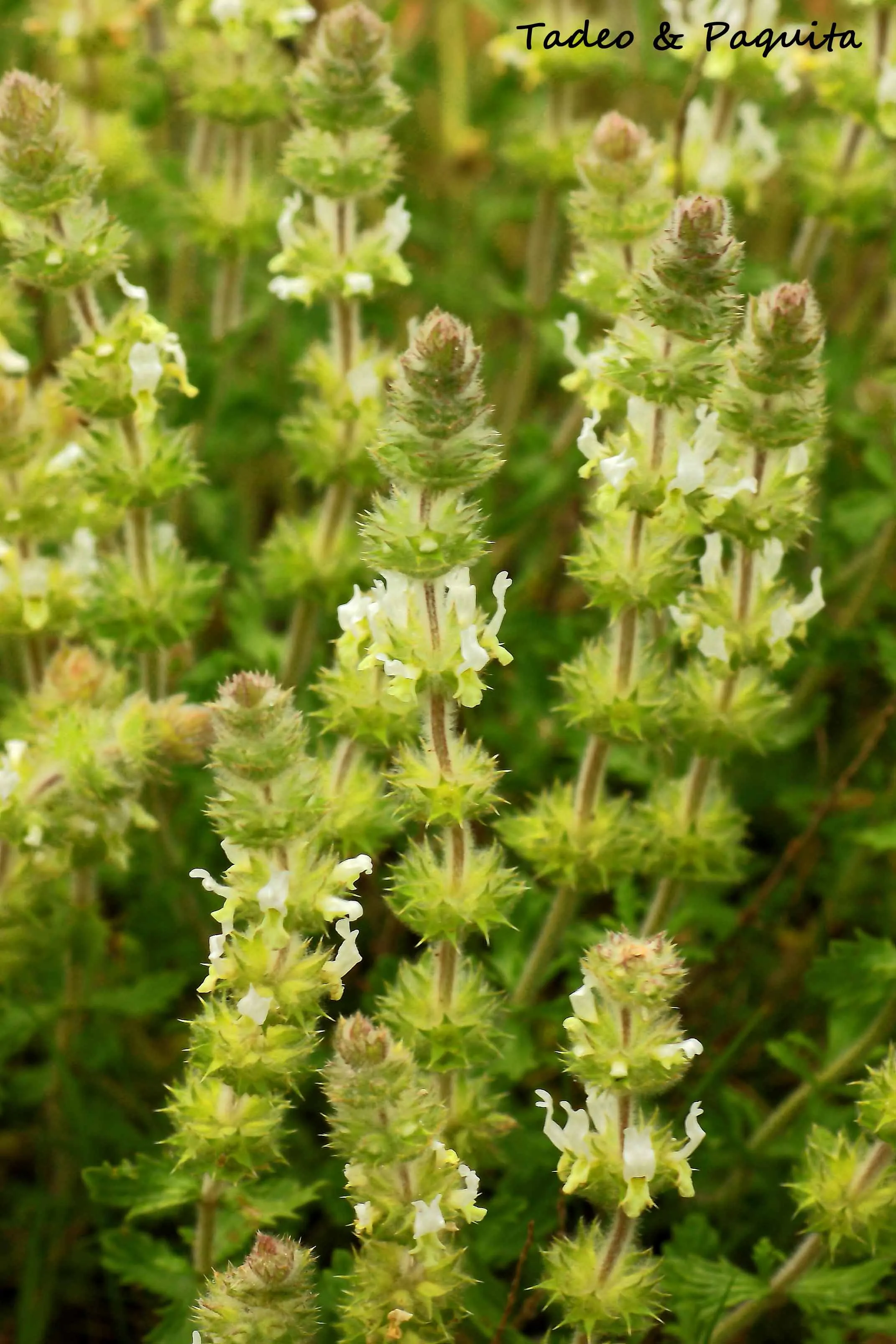 Sideritis hirsuta, rabo de gato
