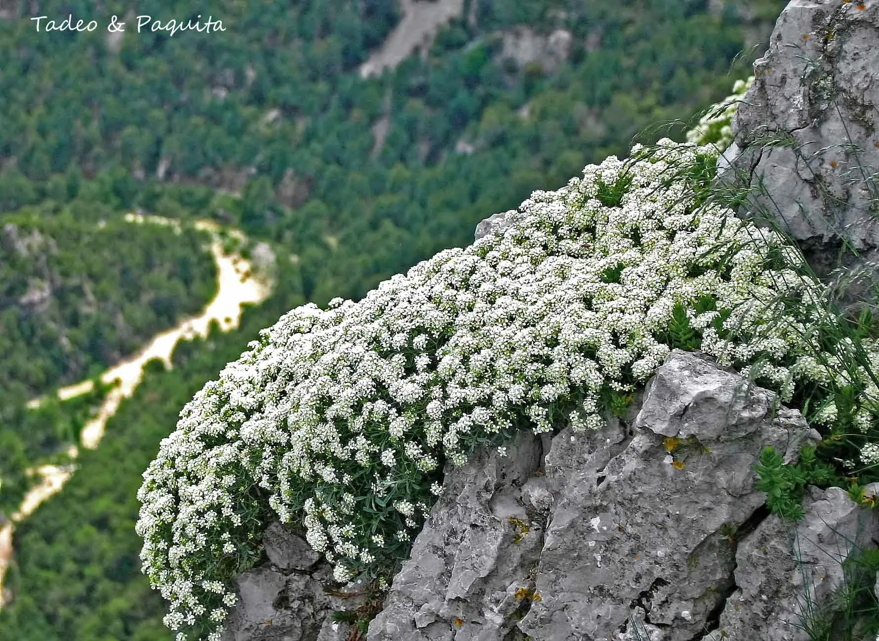 Silene andryalifolia