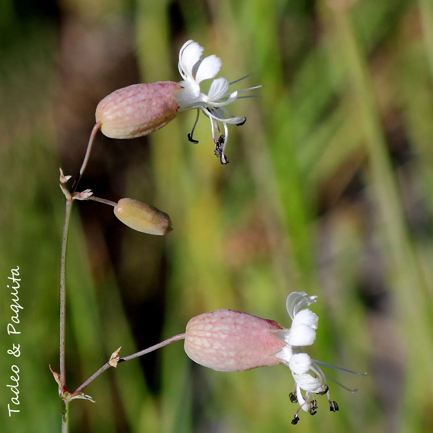 Silene vulgaris, colleja