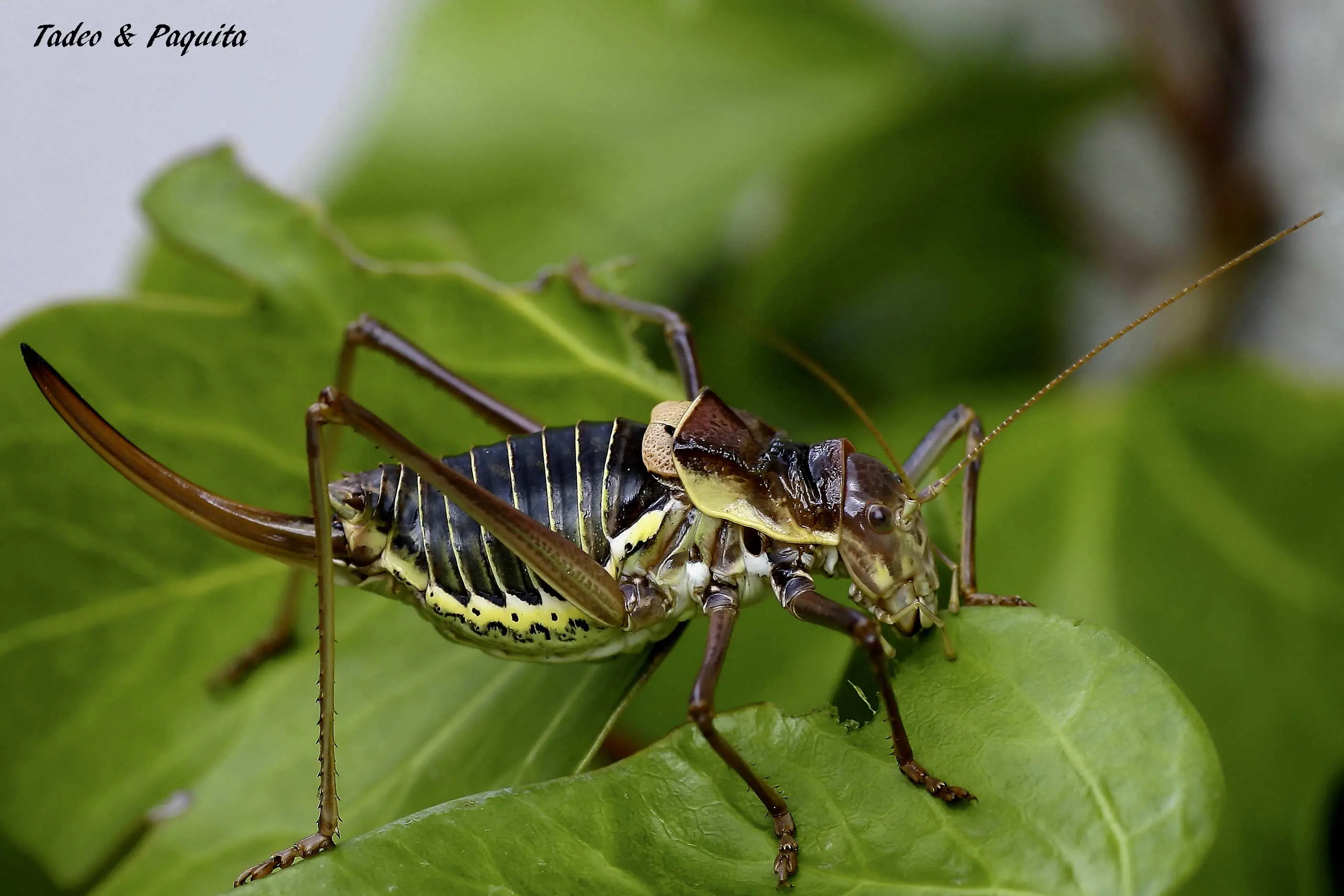 Steropleurus perezi